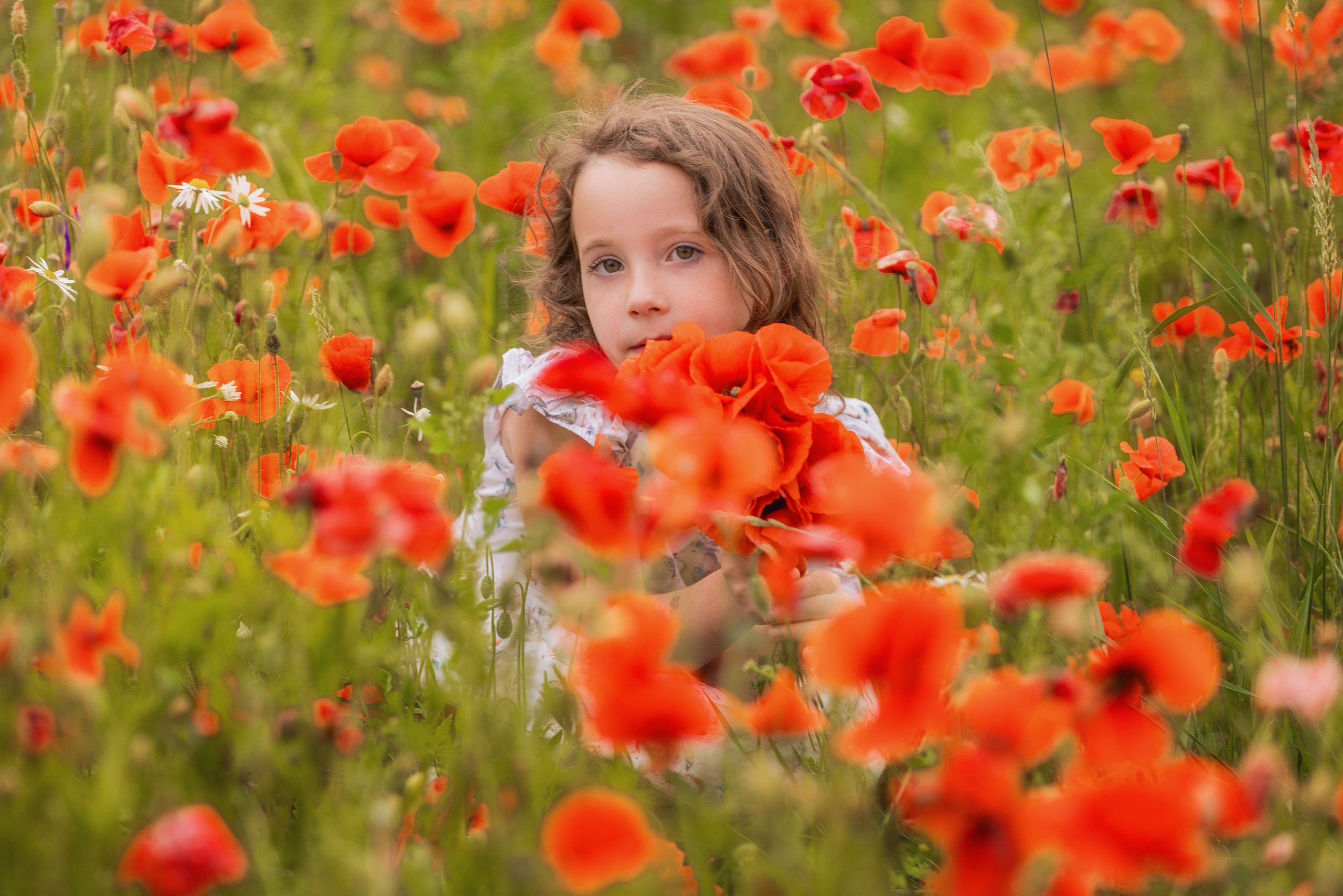 Маки 2024. Фотограф Алена Звездина