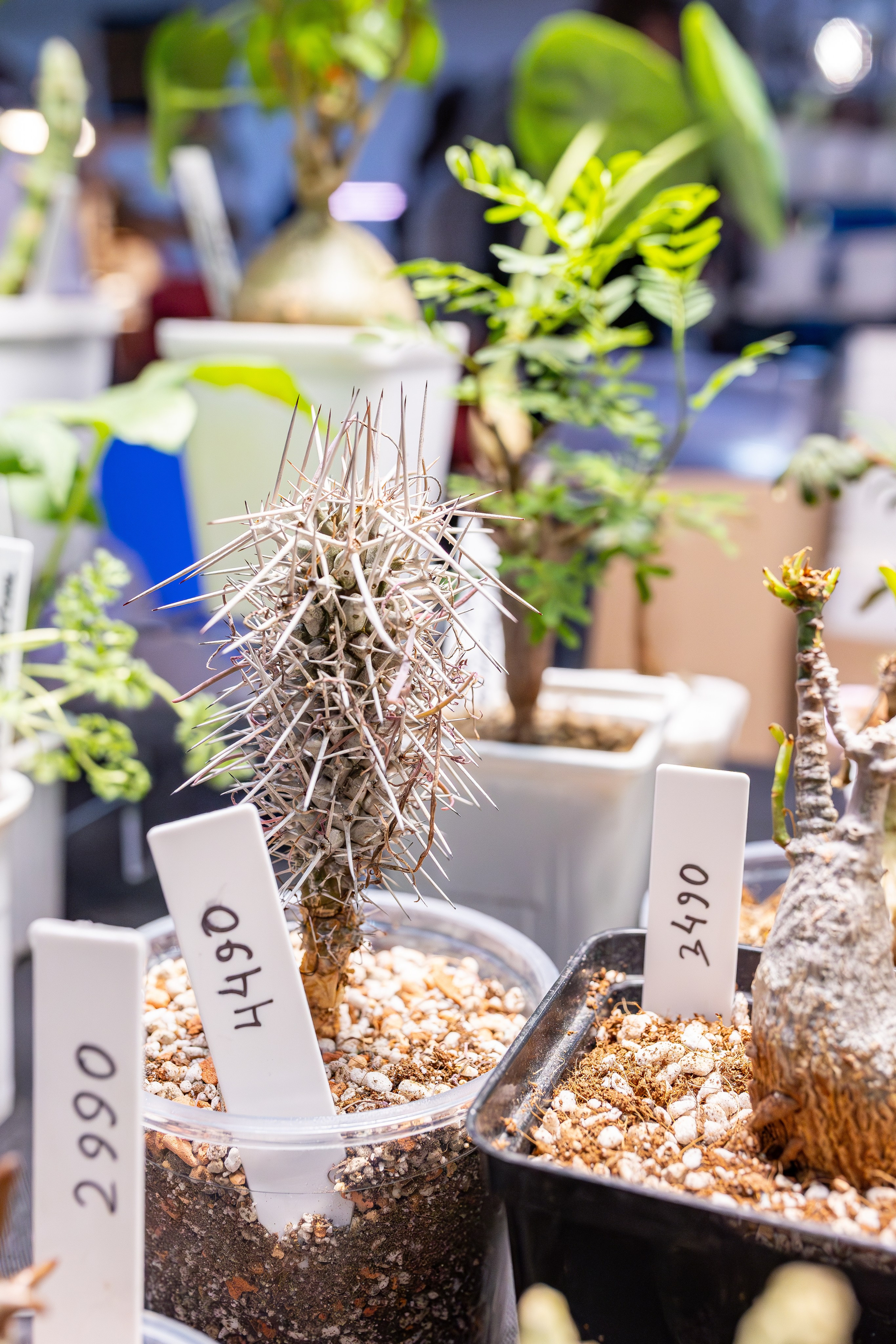 Монстериум апрель 2026. Александра Куликова фотограф, Москва