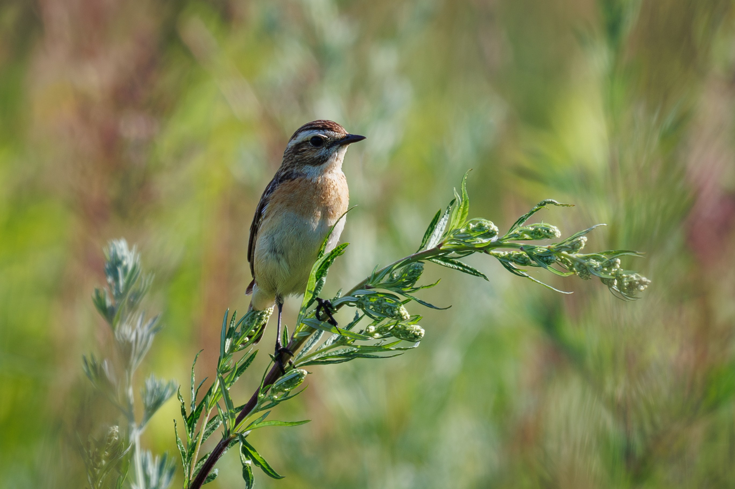 Луговой чекан на ветке полыни Снято на Canon EOS R8, RF 600 mm f11.