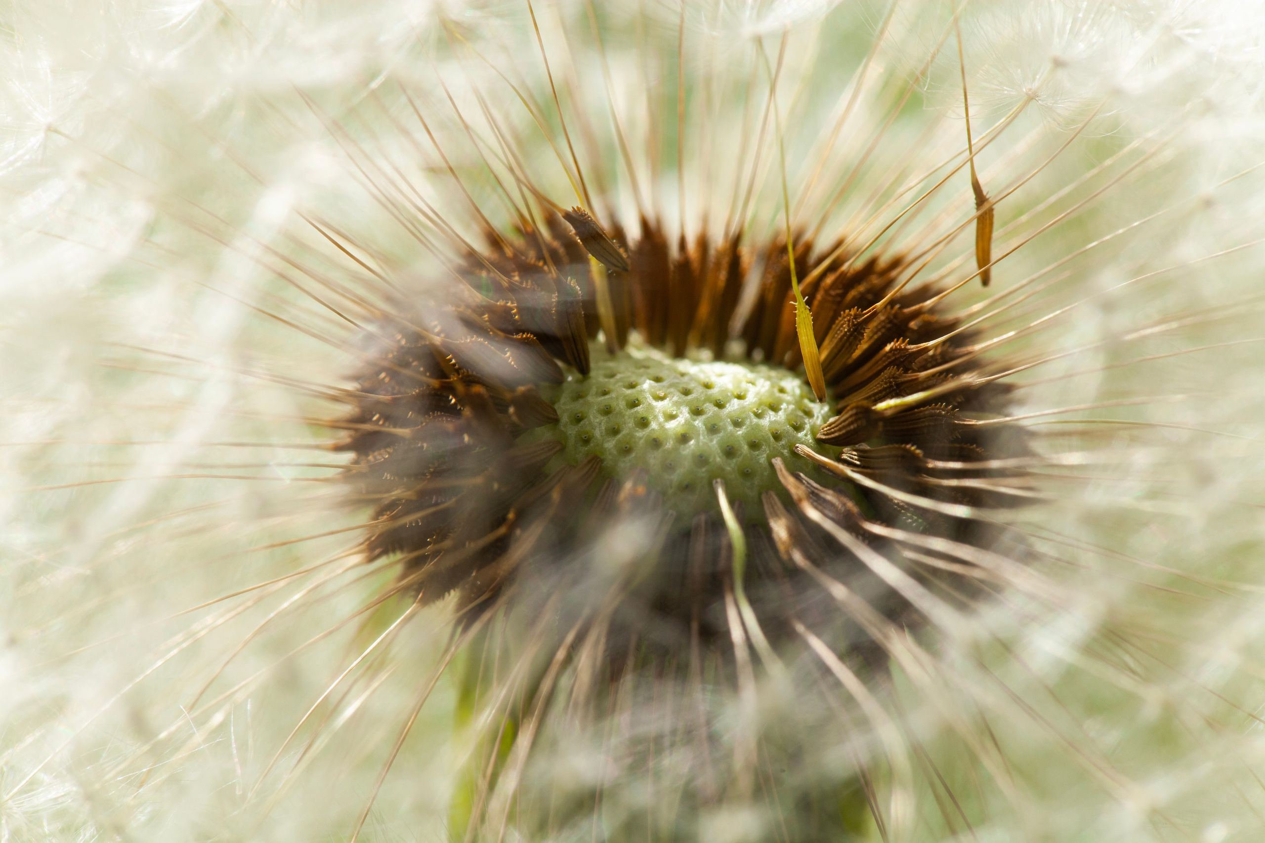 Интерьерные картины. Ангелина Журавлева Фотограф в Москве