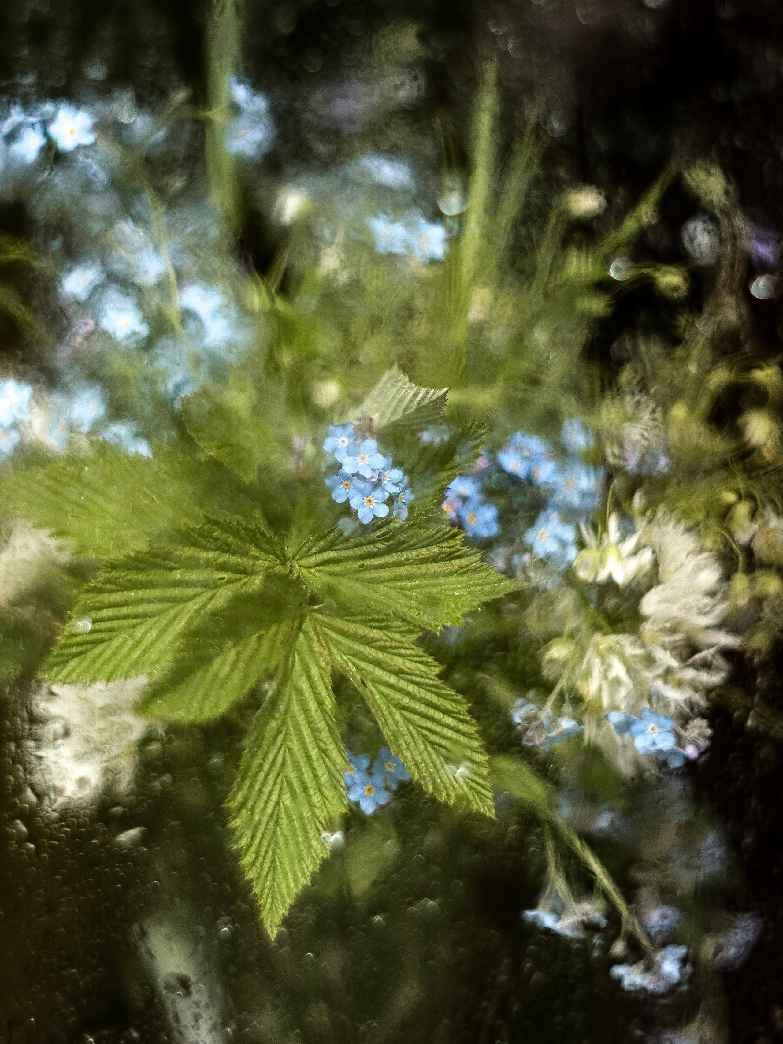 Цветы. Фотограф Ольга Мурзина