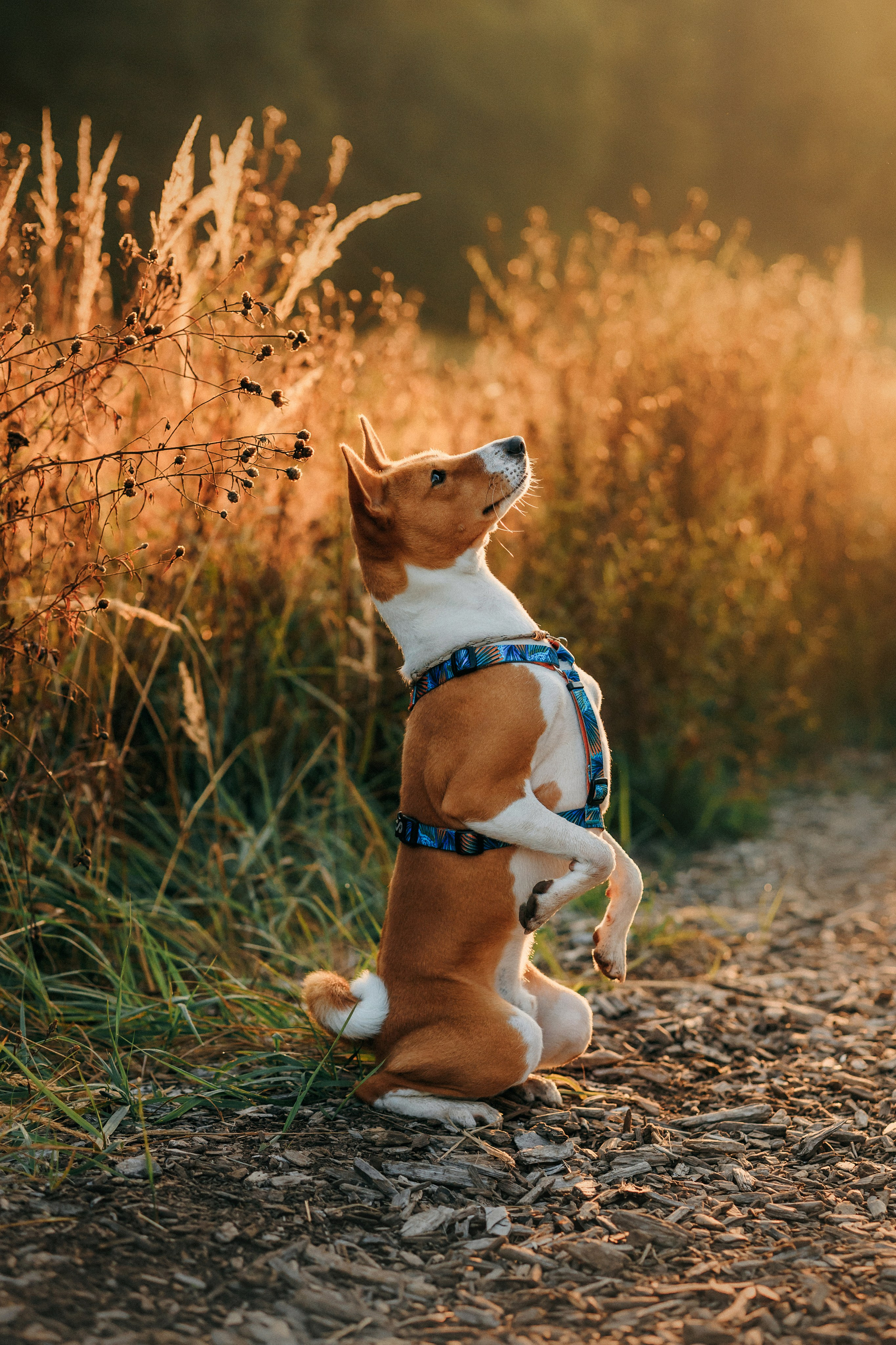 Лена и Джин. Фотограф-анималист Елена Радченко, Москва