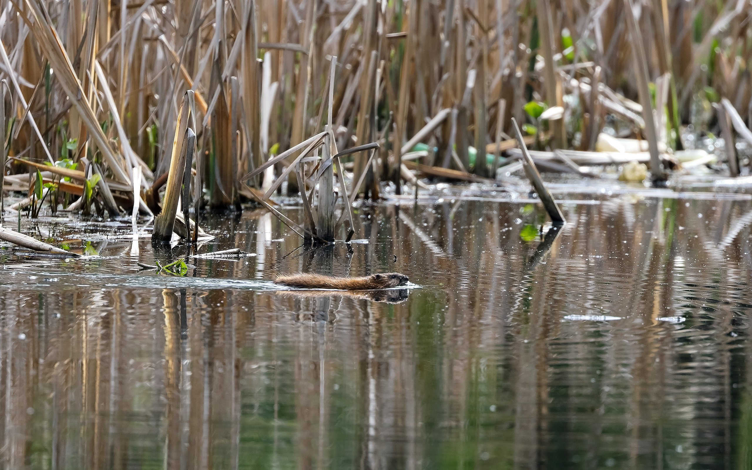 Ондатра в воде