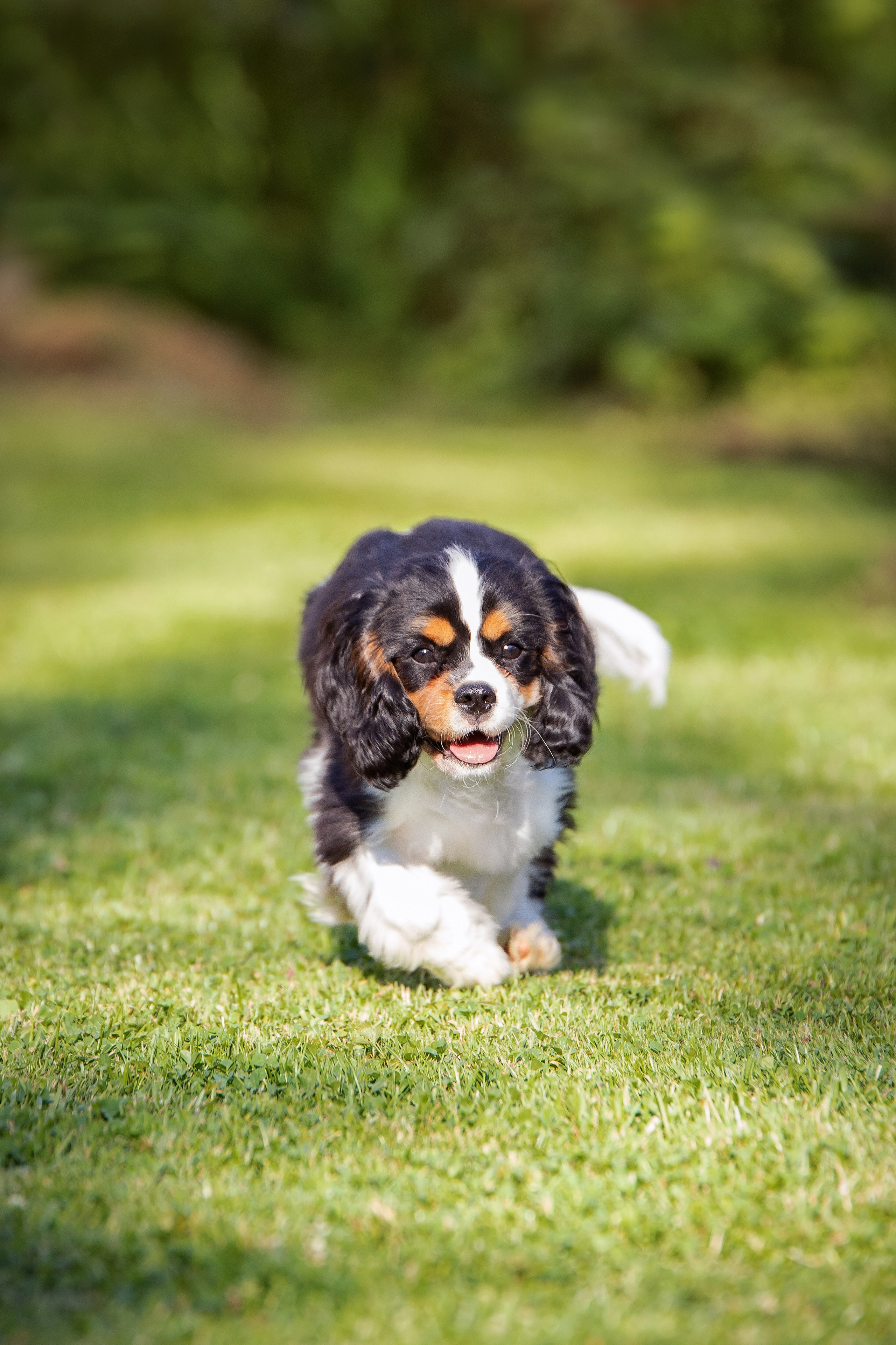 КАВАЛЕР КИНГ ЧАРЛЬЗ СПАНИЕЛЬ. Юлия Микульская. Рыбинск