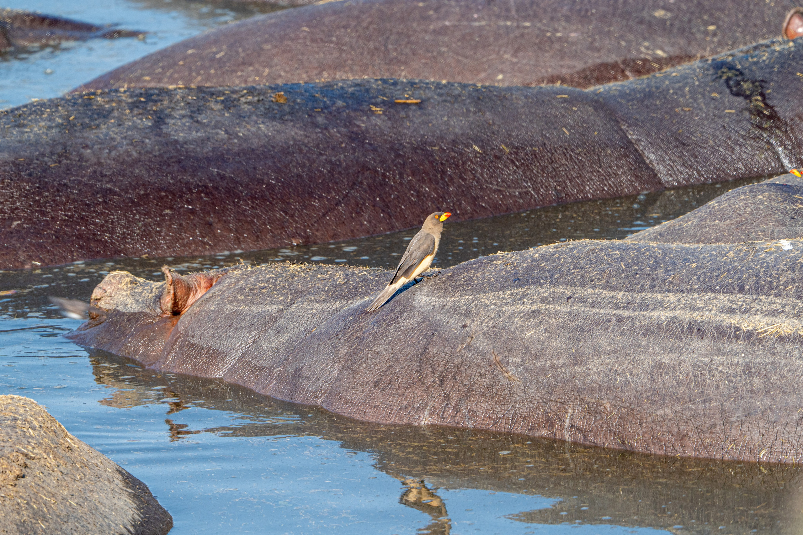 Танзания, сафари, 2025. Творческие сьемки