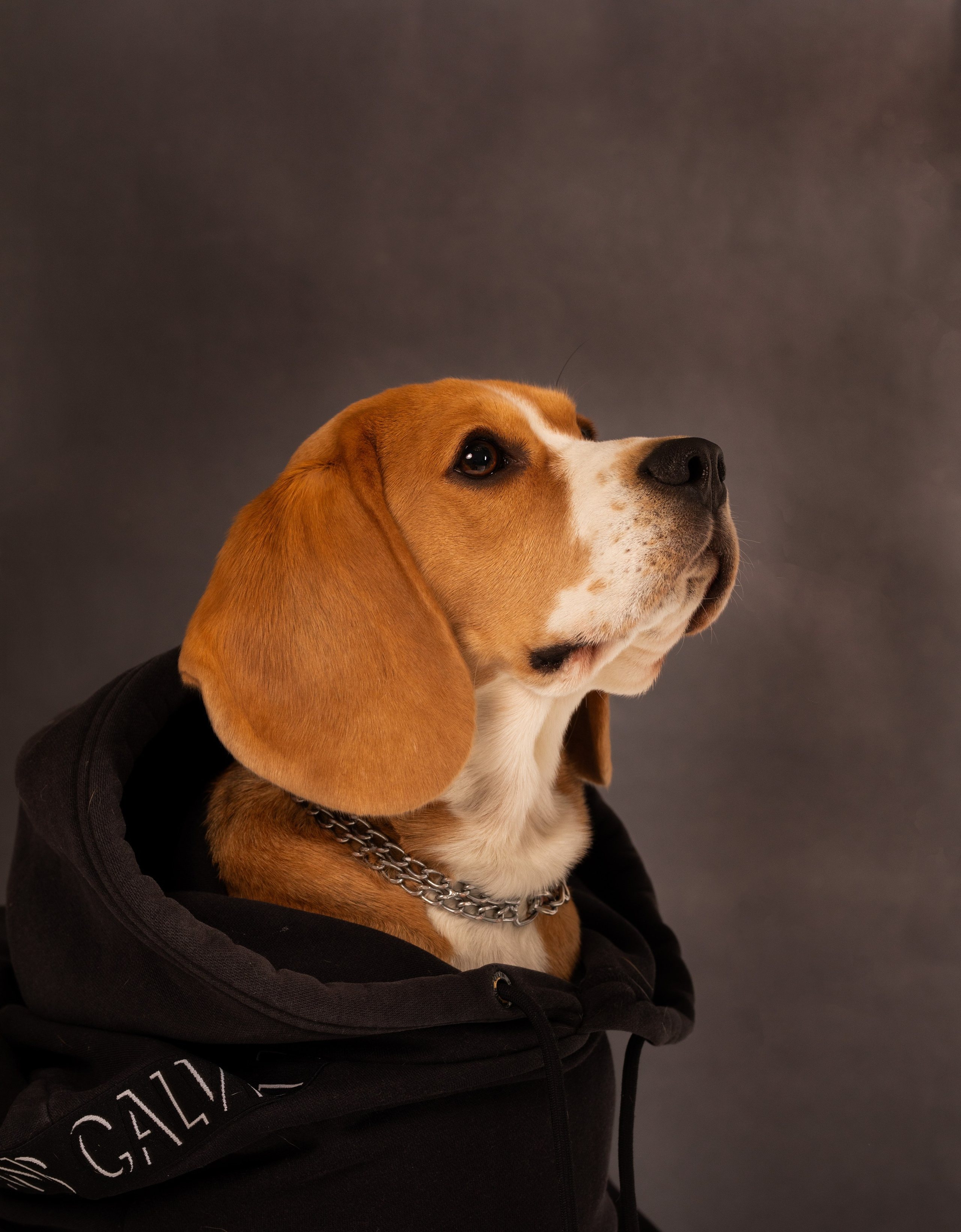 Студийные фотосъёмки. Фотограф-анималист Павлова Любовь