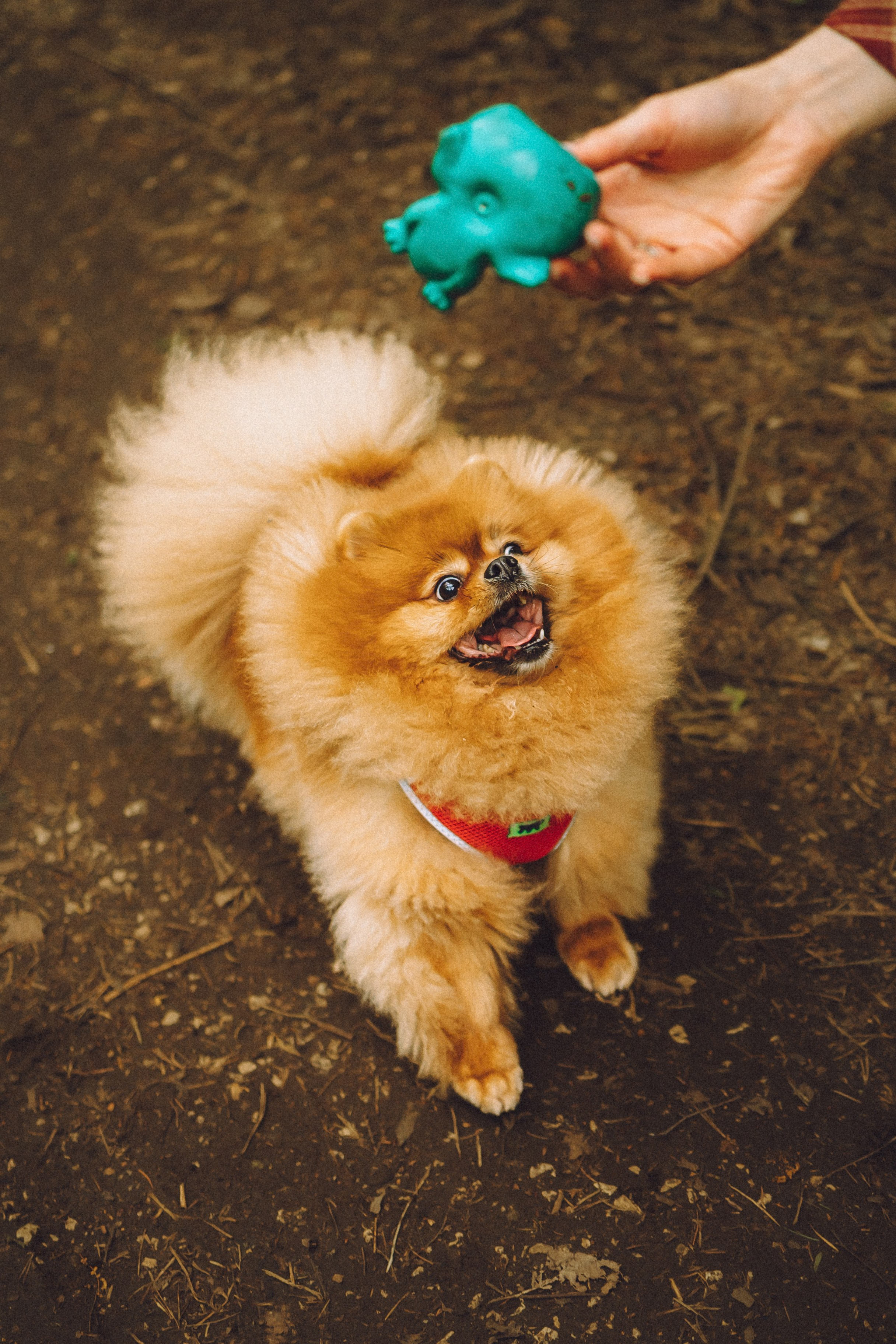 Лорик и его семья