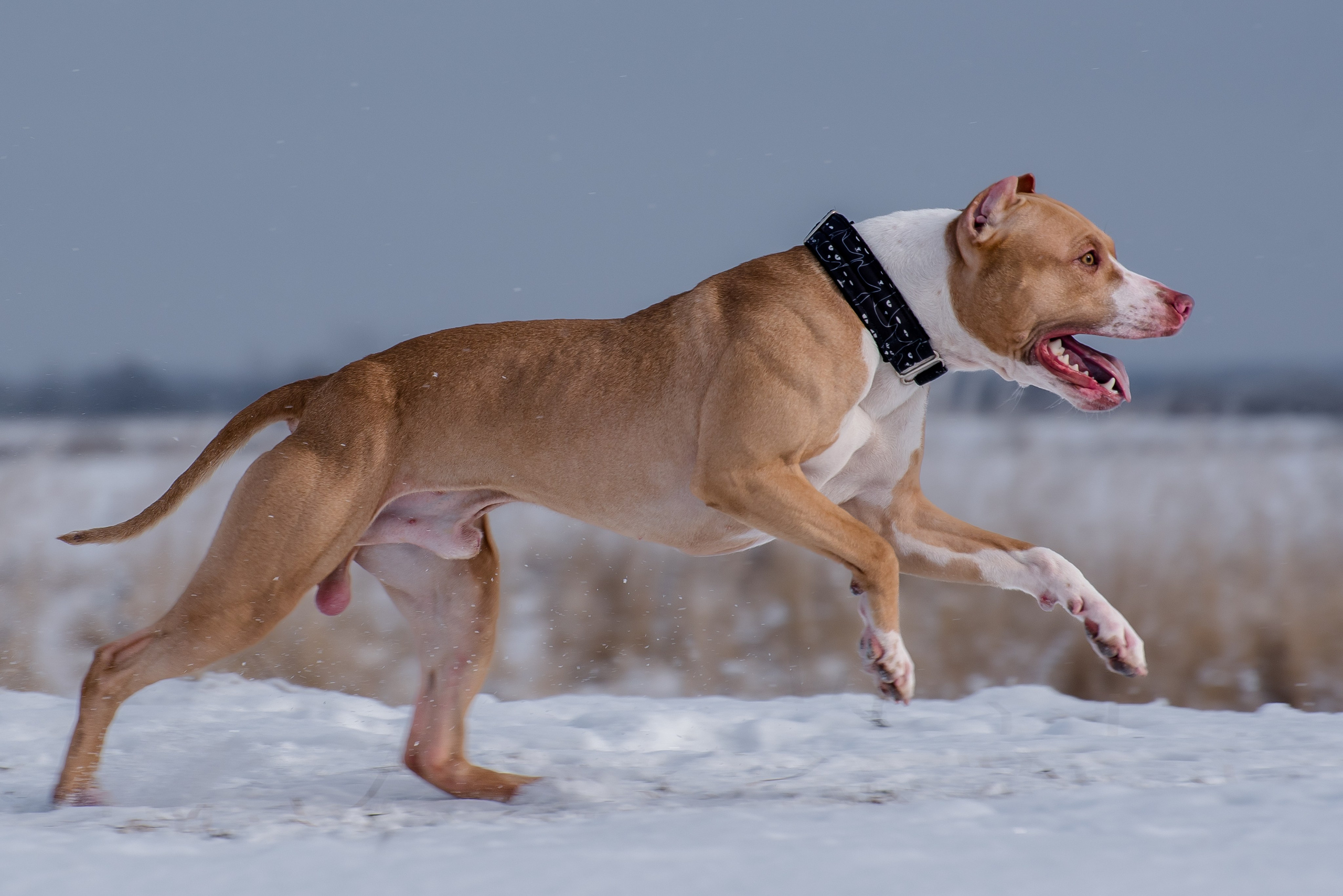 Бега за механической приманкой (Курсинг). Фотограф Макс Огурцов в Нижнем Новгороде