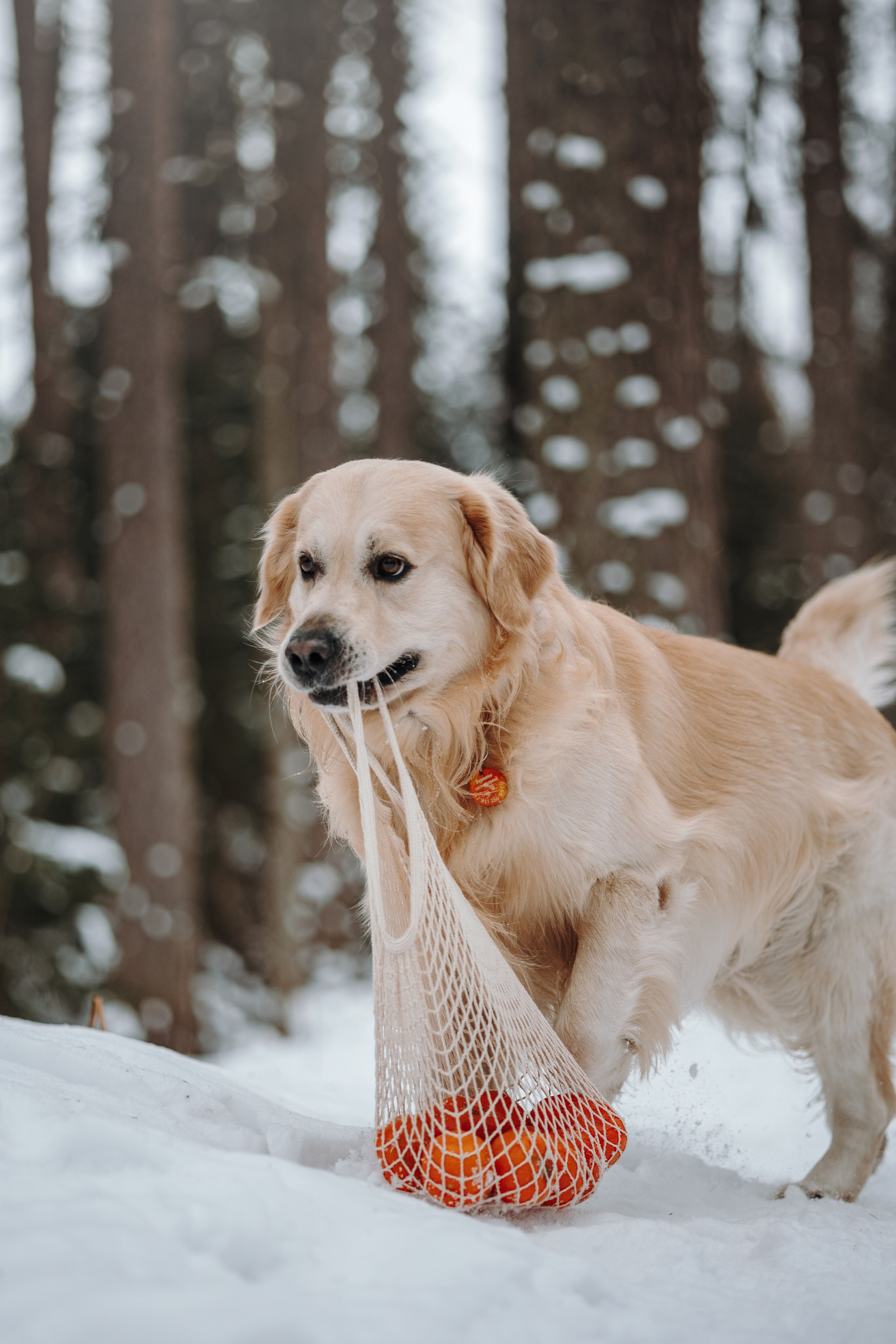 Вика и Лёва. Фотограф — Анималист | Санкт-Петербург