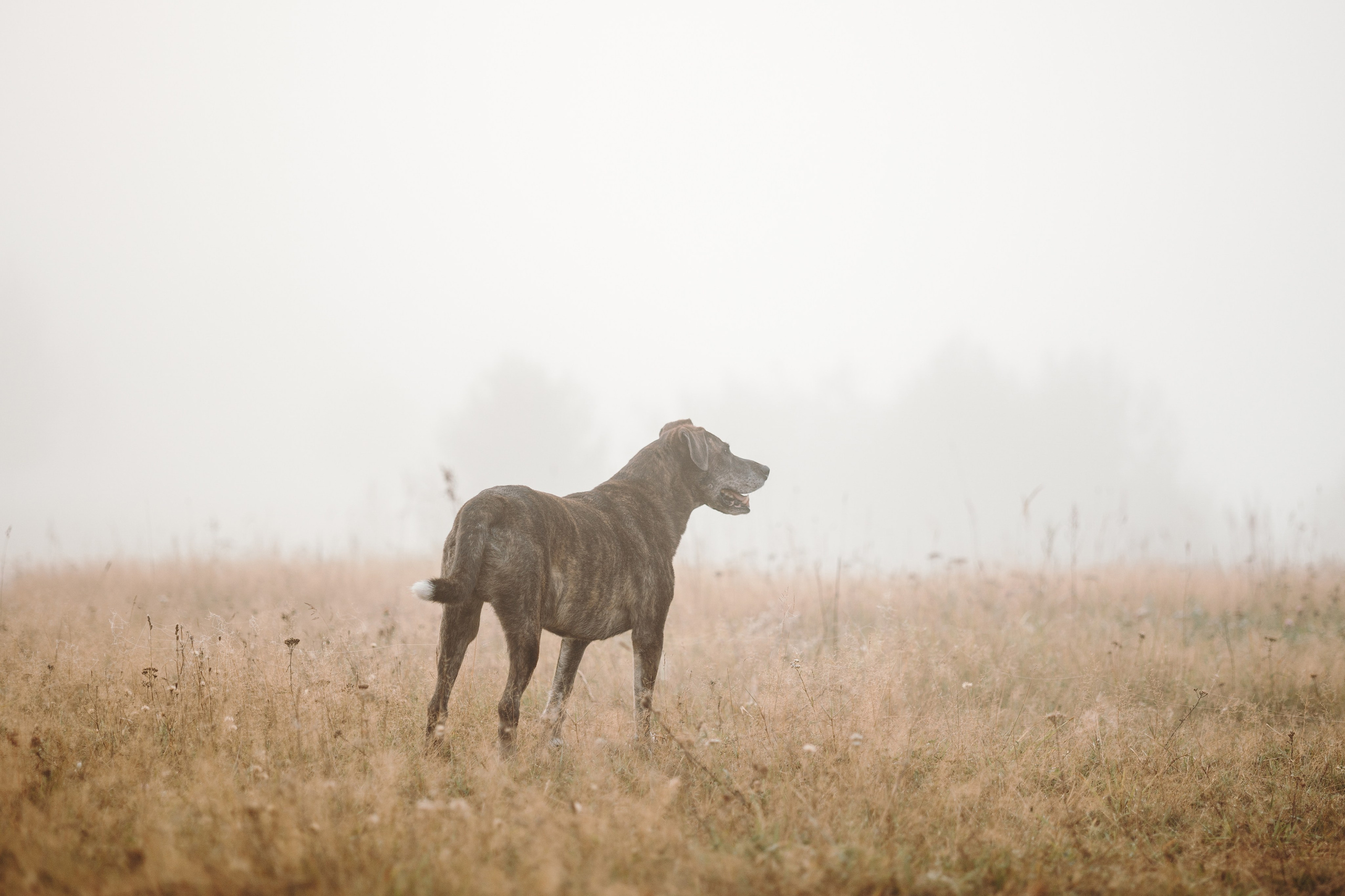 Любовь и ее хвостики. Фотограф — Анималист | Санкт-Петербург