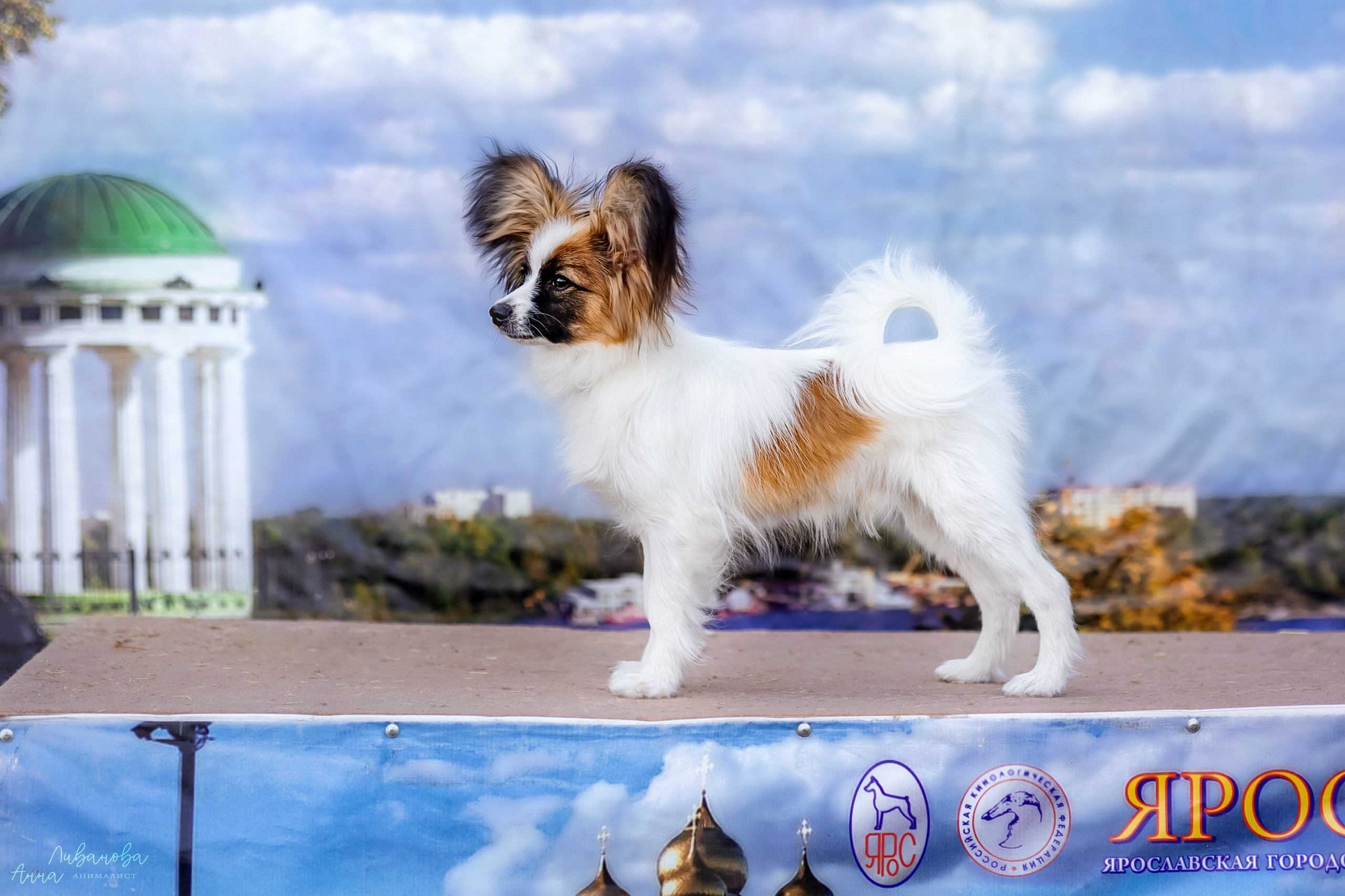 Хьюстон. Фотограф анималист Аня Ливанова | Рыбинск