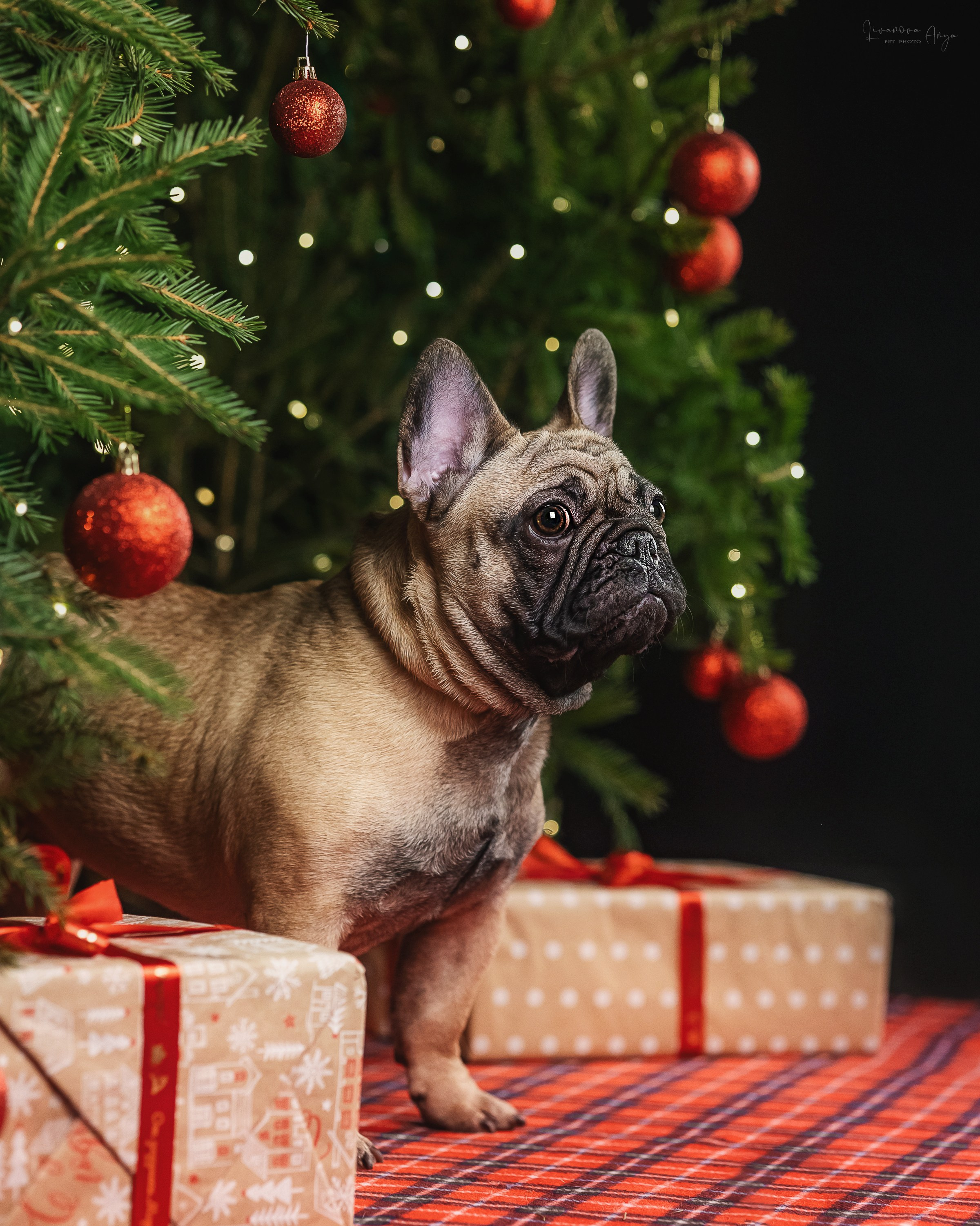 Фотодень_1 2025. Фотограф анималист Аня Ливанова | Рыбинск