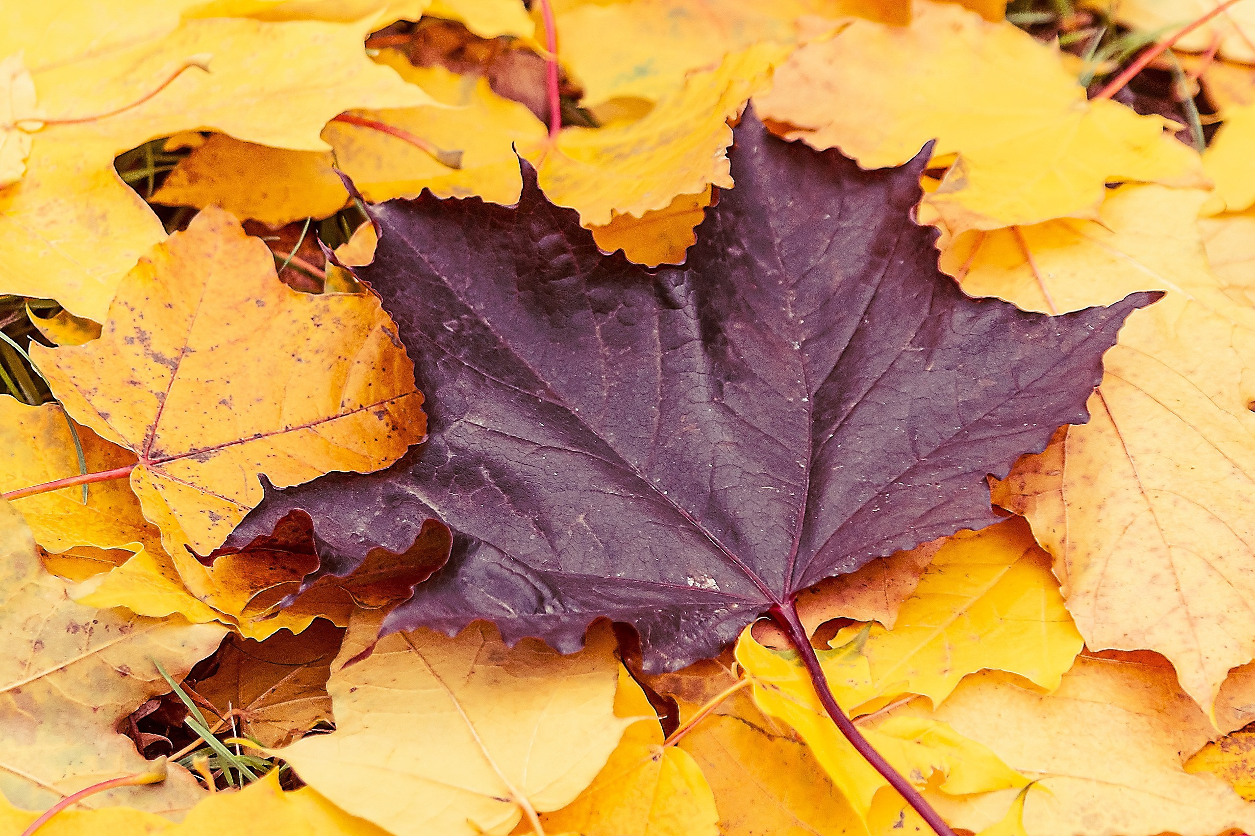 Свет и Цвет. Аmat Victoria Сuram