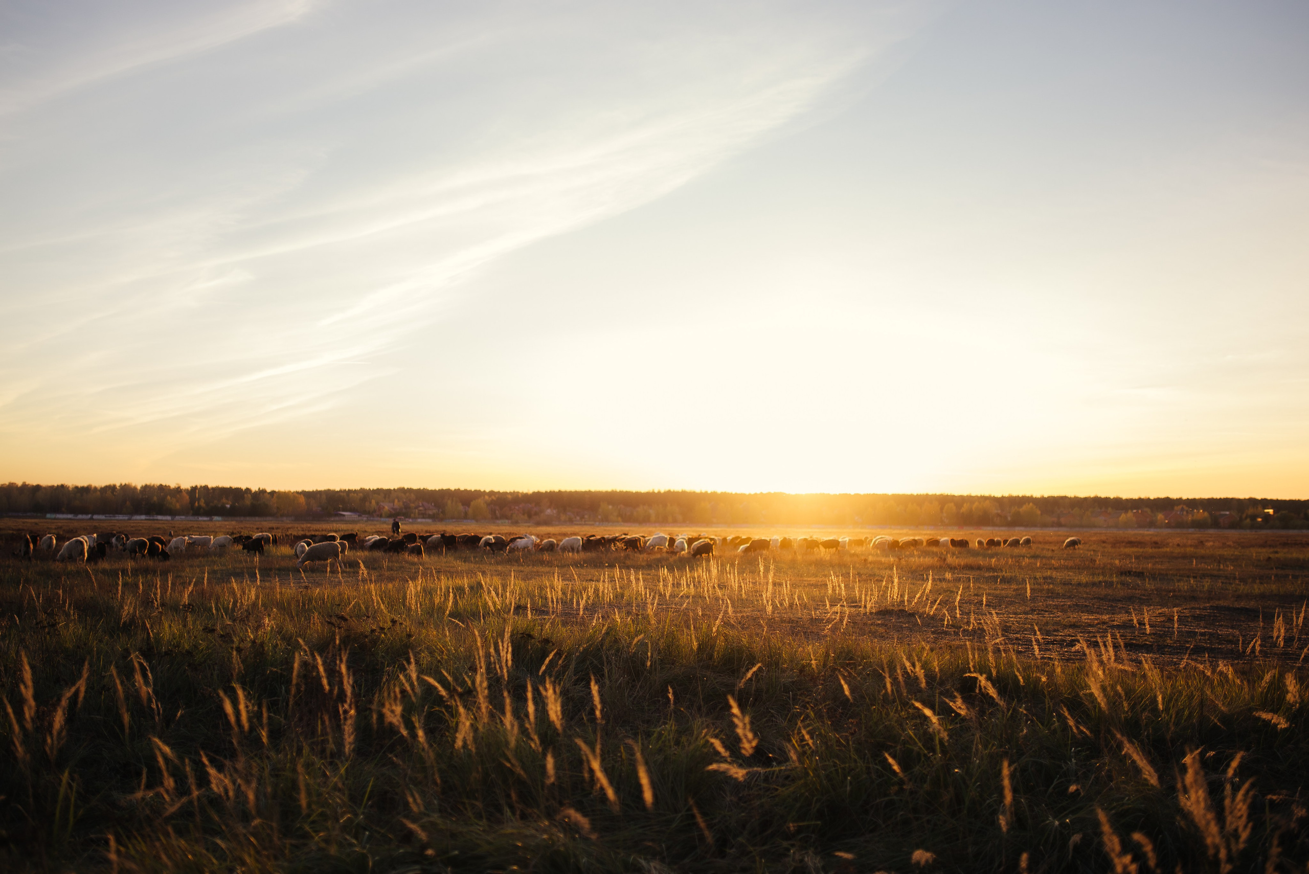 Встреча заката. Семейный и детский фотограф в Щелково Алена Дробот
