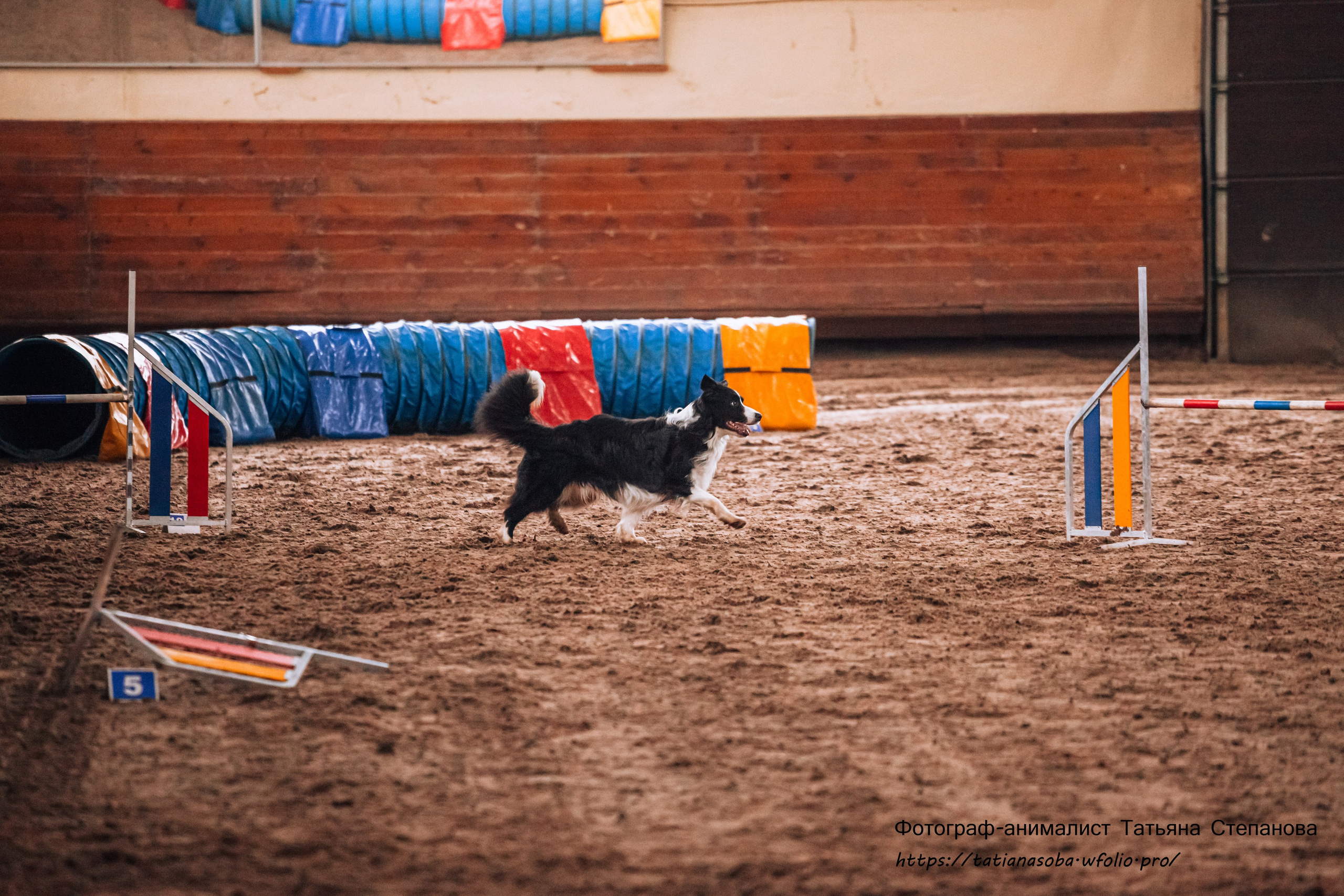Соревнования по Аджилити 25.02.2024. Фотограф-анималист Татьяна Степанова