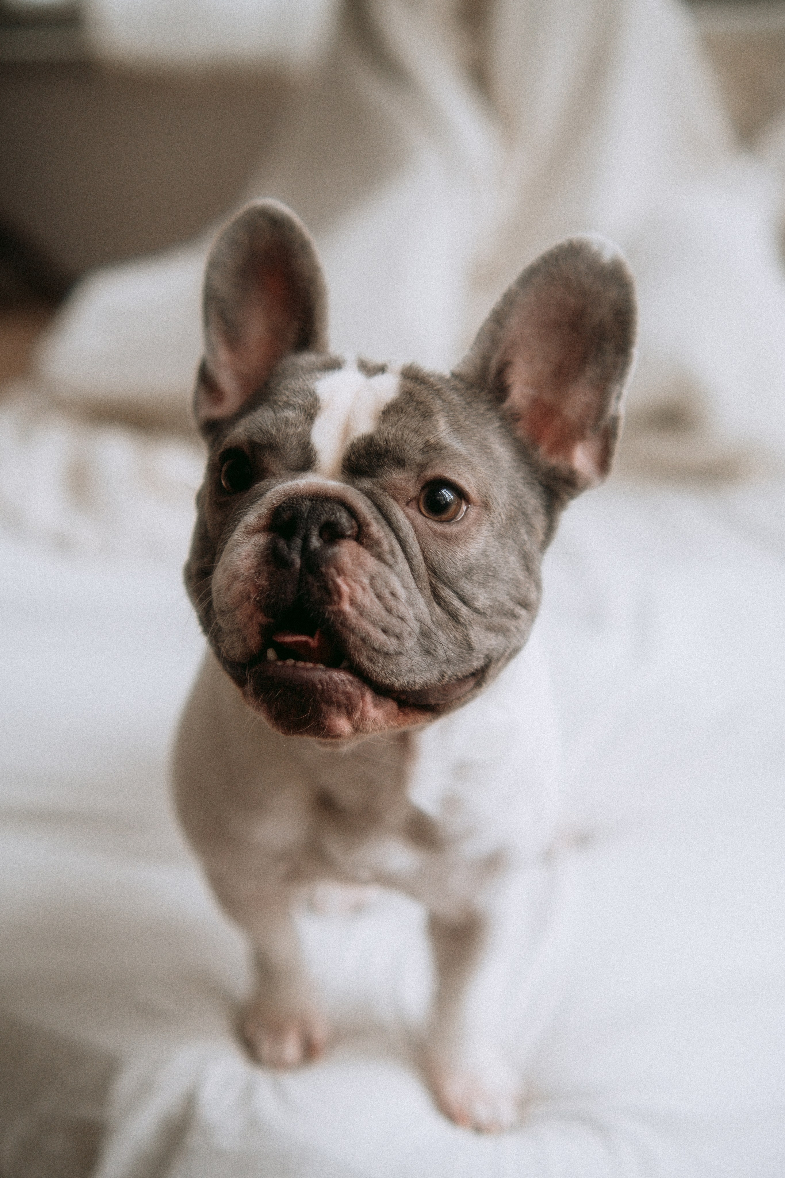 Серафима и Кефир. Фотограф в Санкт-Петербурге Кристина Брянская