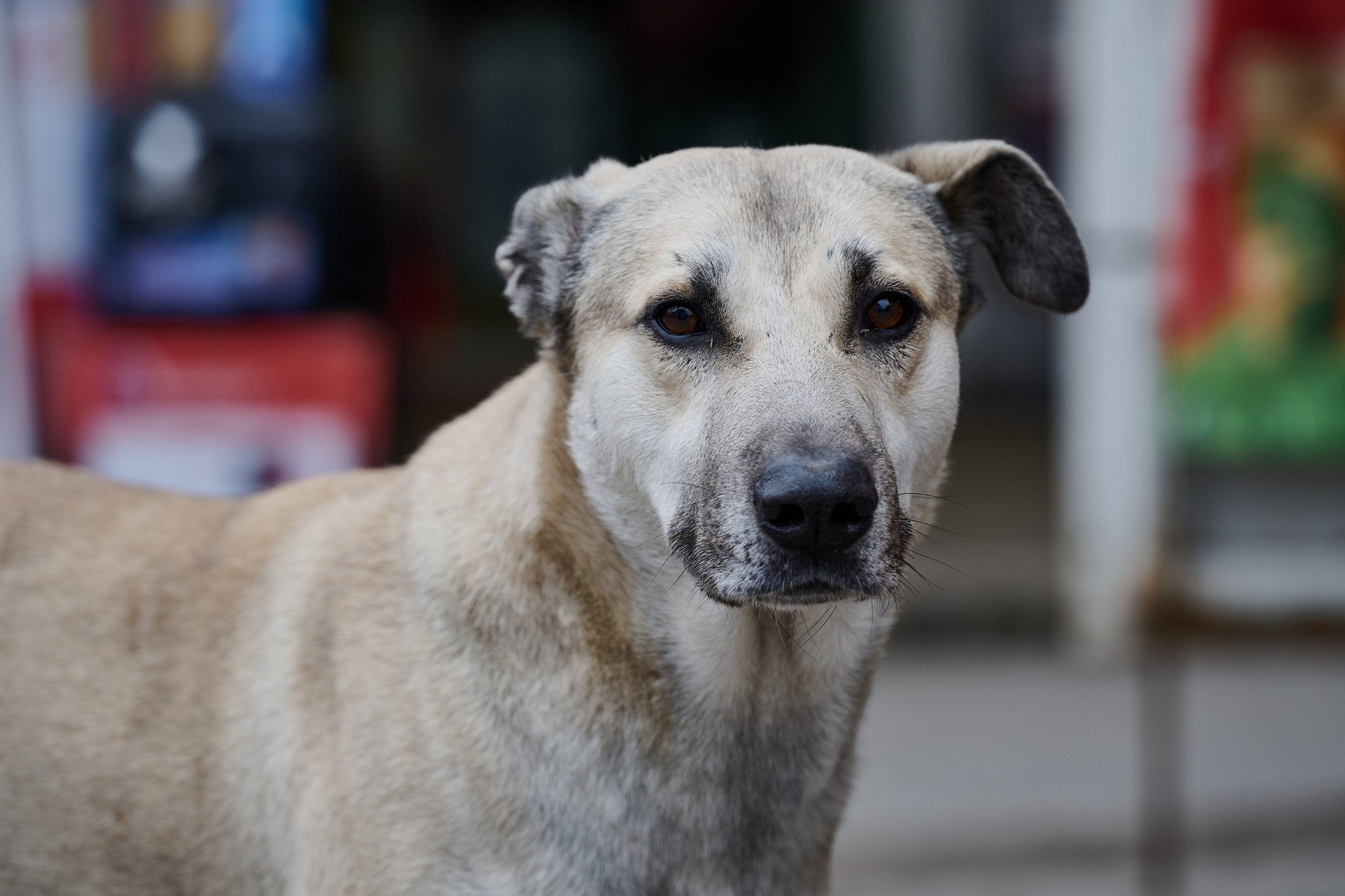 Рубежное. Луганская область. Фотопроект «Территории»