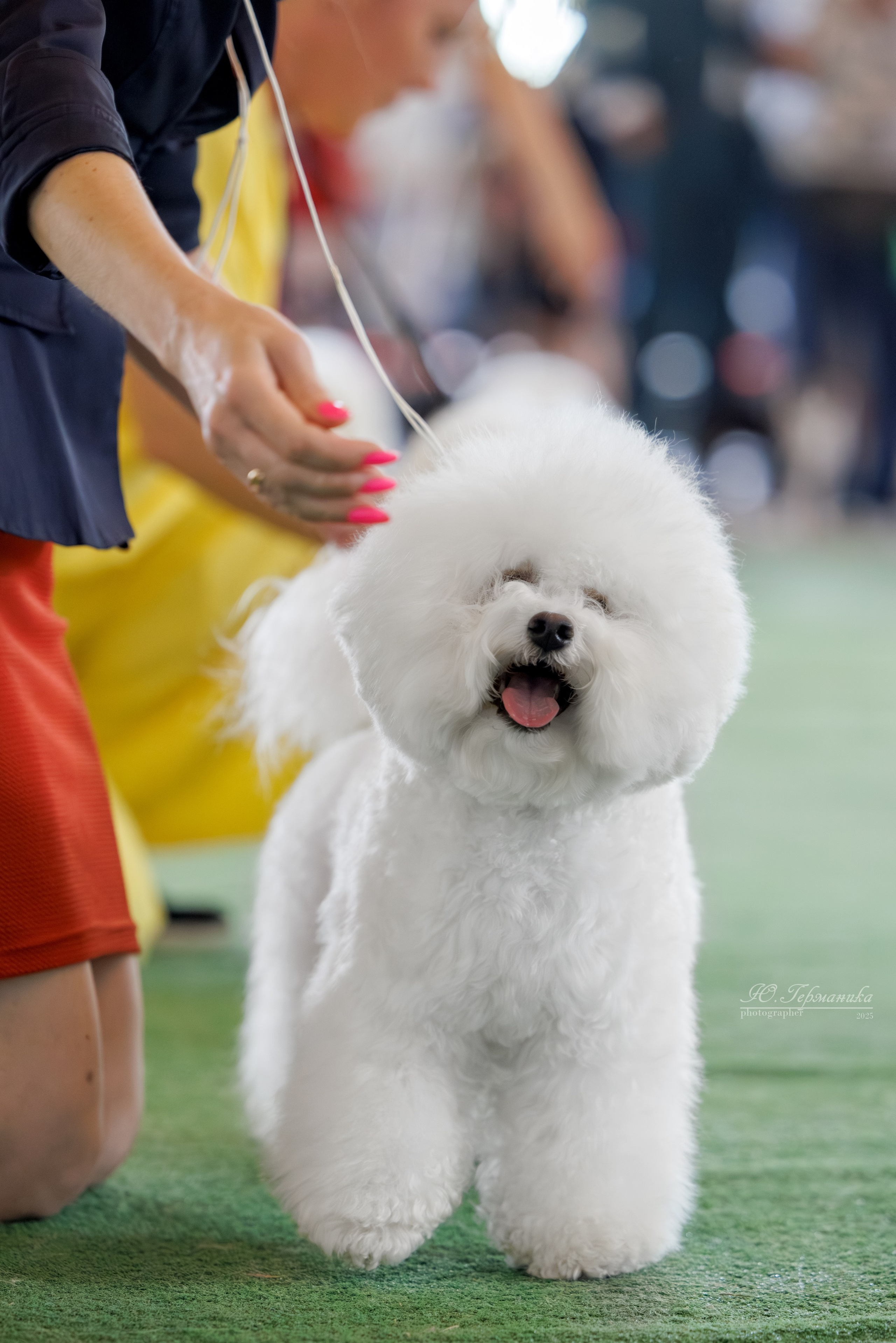 Батуми 3хCACIB 27-29.06.2025. Фотограф-анималист Юлия Германика