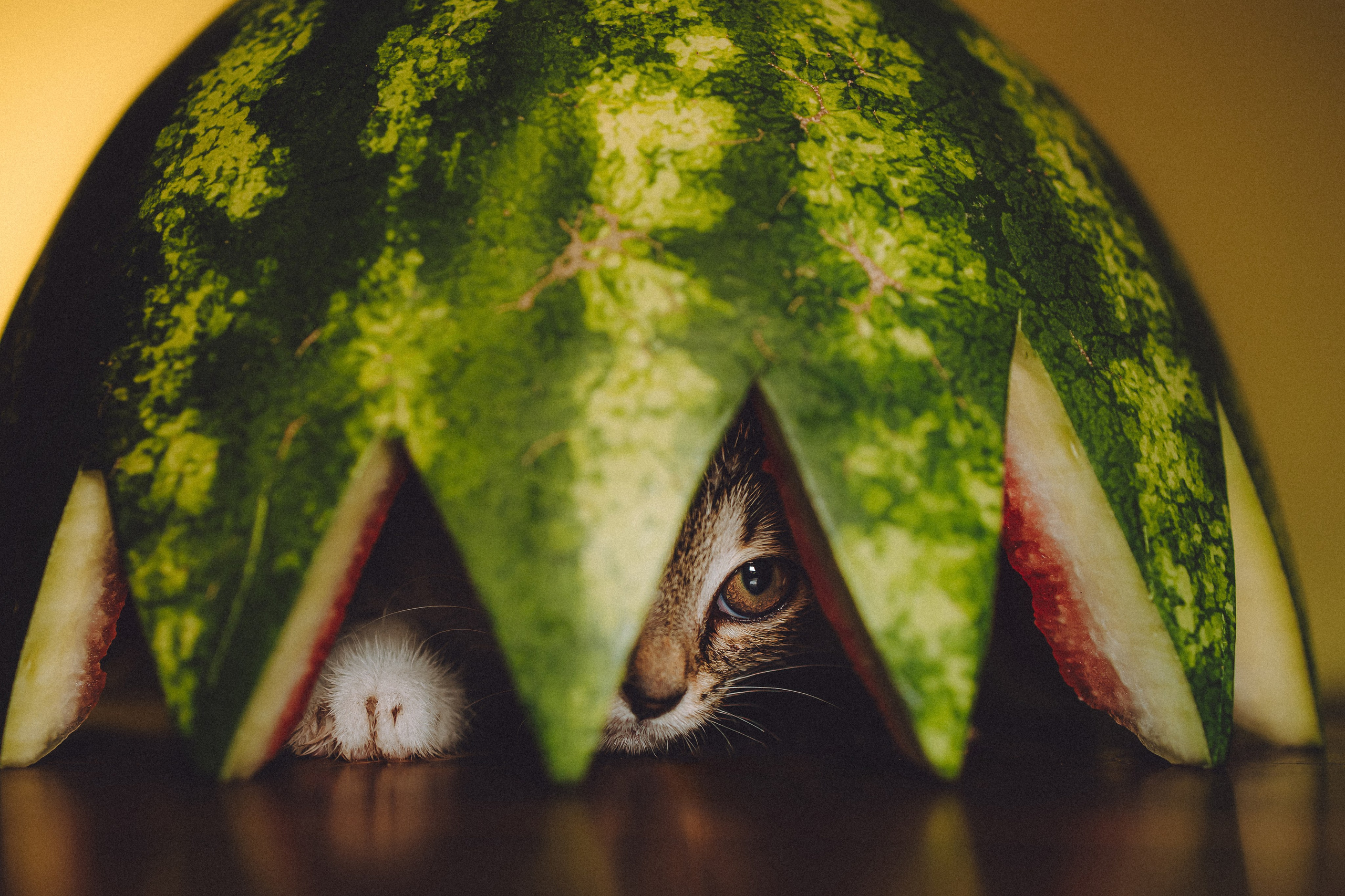 Сирена и арбуз