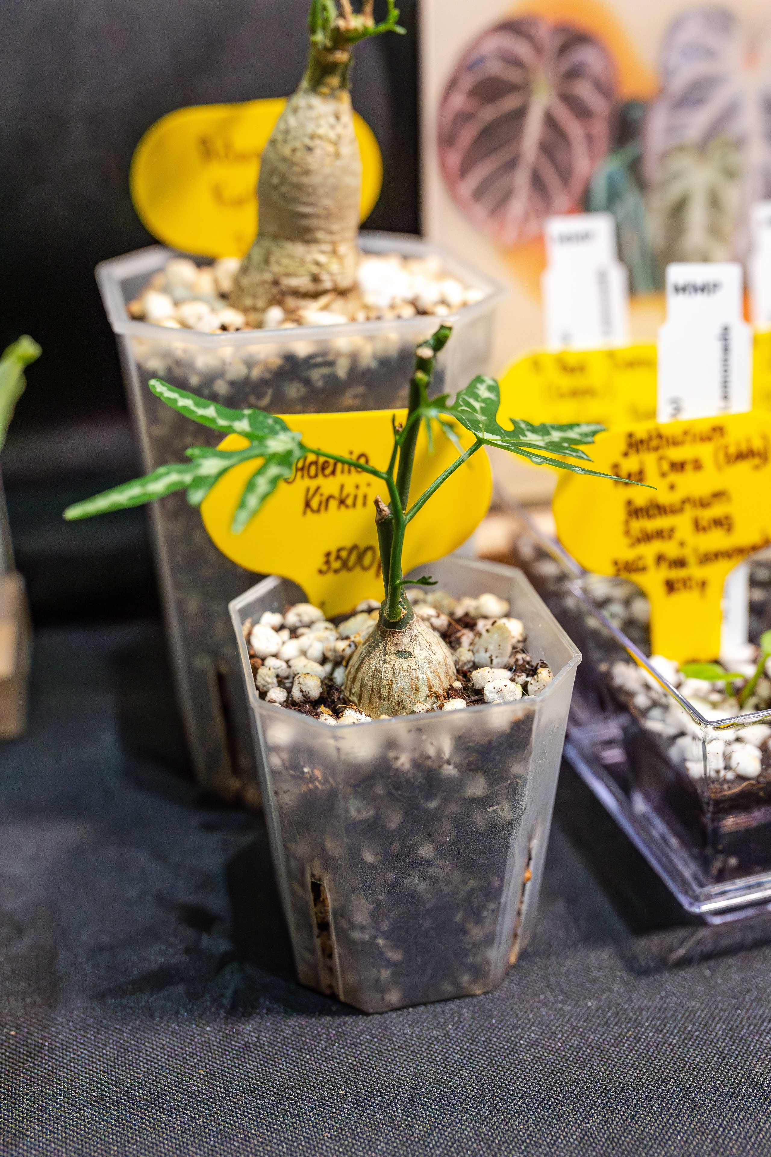 Монстериум апрель 2026. Александра Куликова фотограф, Москва