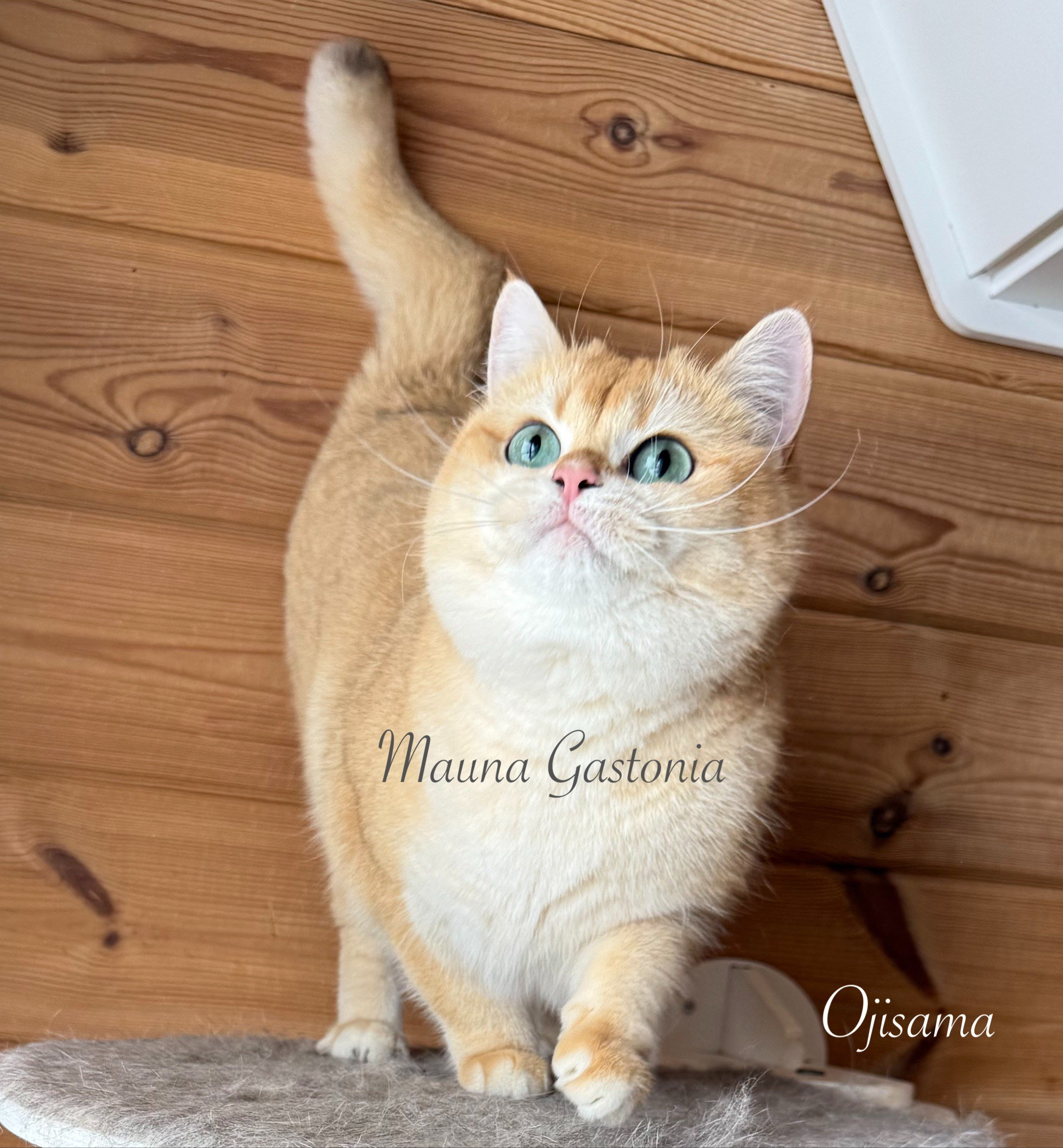 Ojisama. Mauna Gastonia