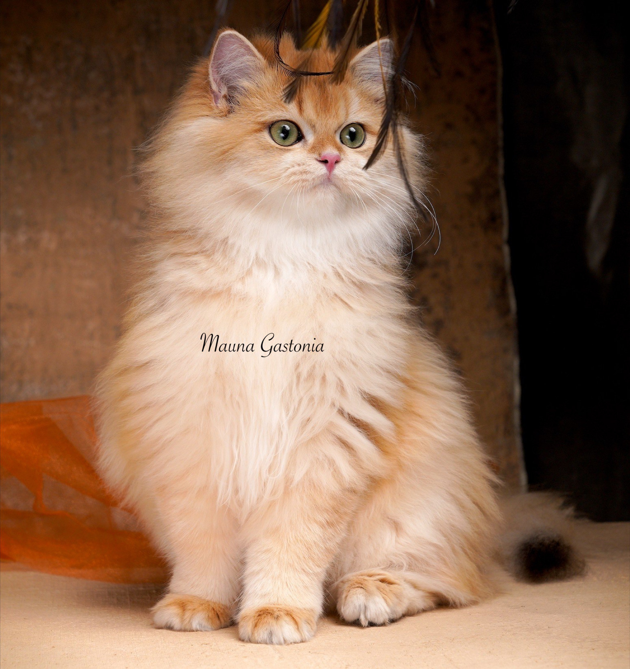 Germes. Mauna Gastonia