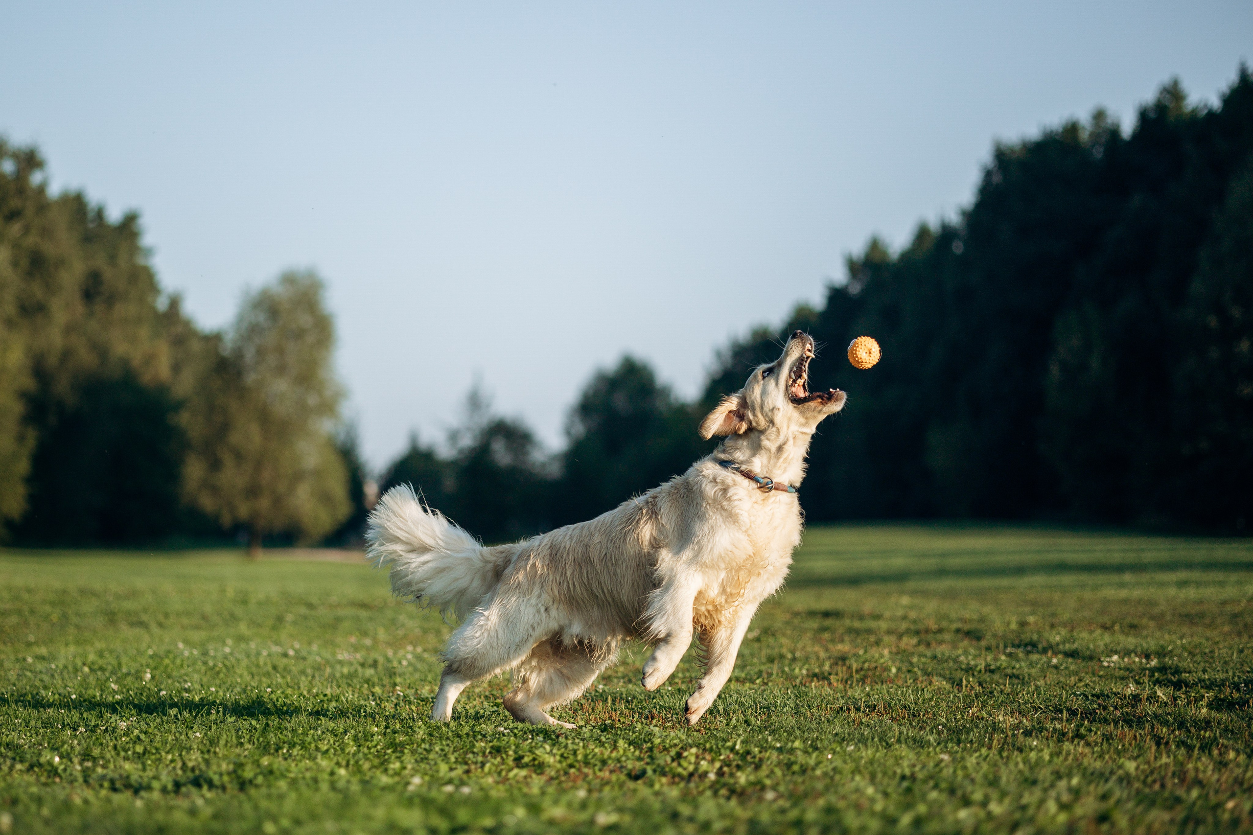 Ирина и ее золотинки. Фотограф — Анималист | Санкт-Петербург