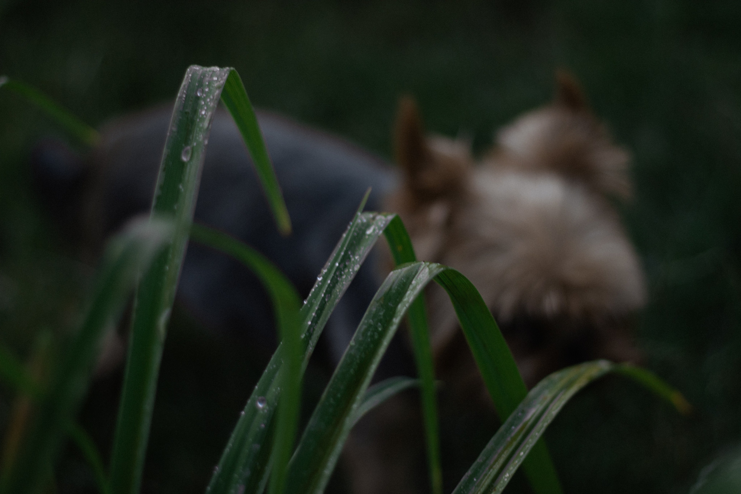 Nastya + Ivan + Fedya. Lusy Redina | Семейный Фотограф | Волгоград