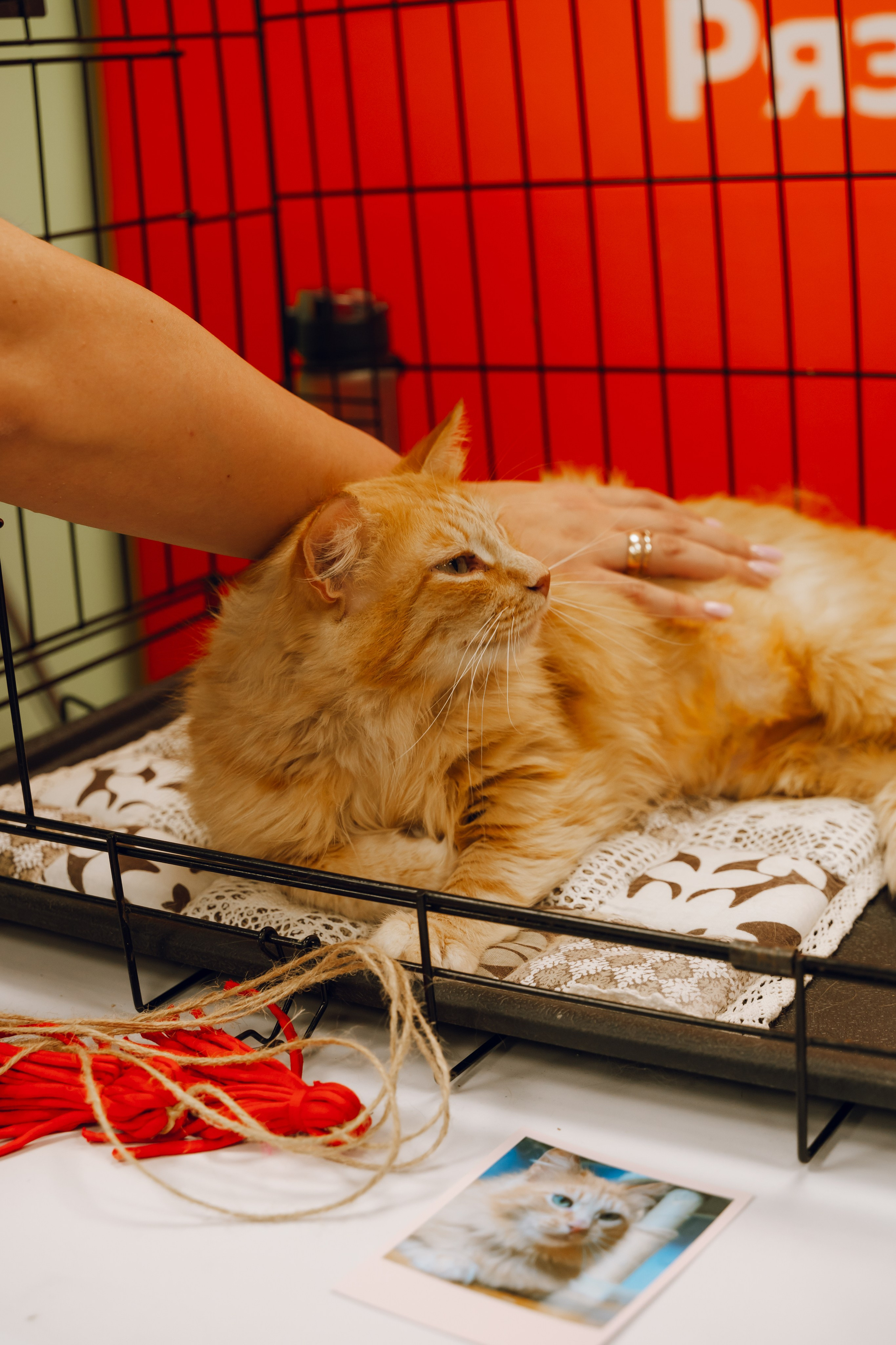 День молодежи в Доме молодежи 2025. Фотограф Надежда Погребняк | Рязань | Москва