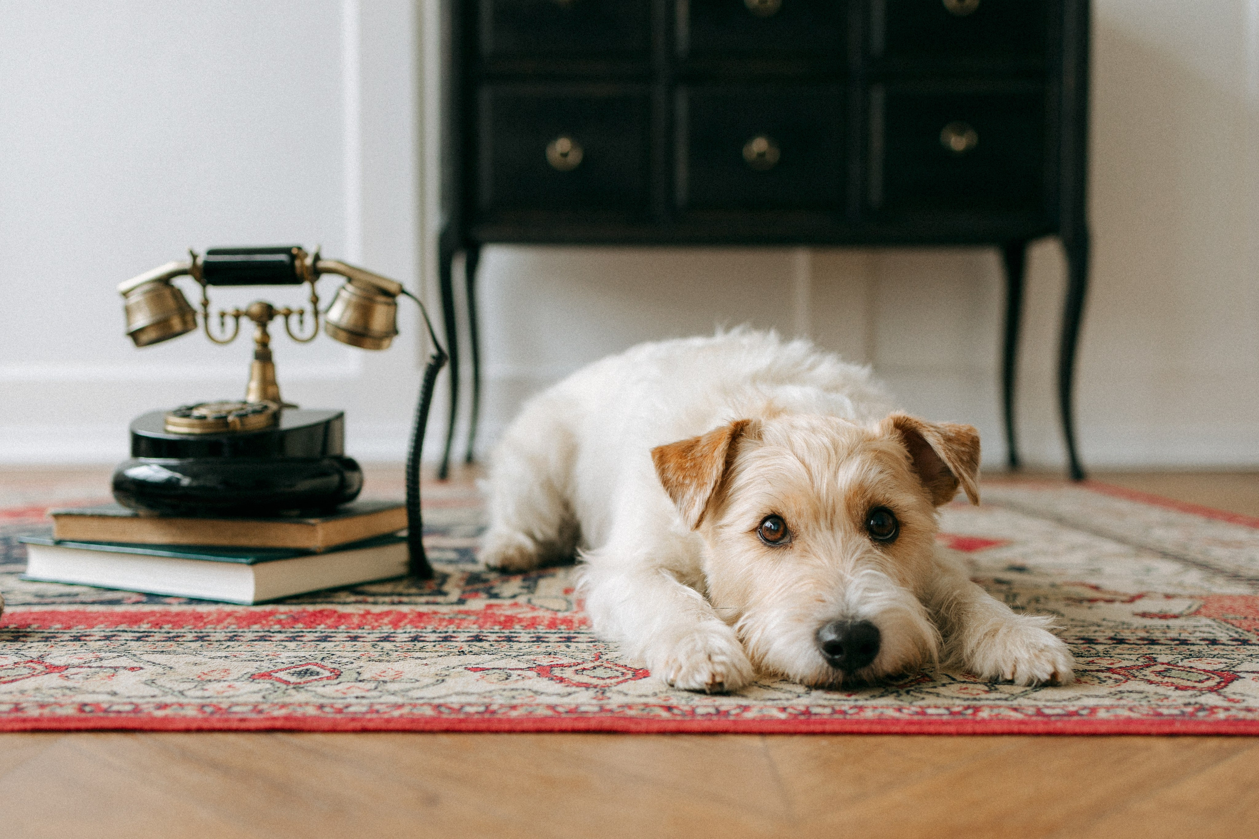Цунами, Теон и Женя. Фотограф анималист Анастасия Пикей