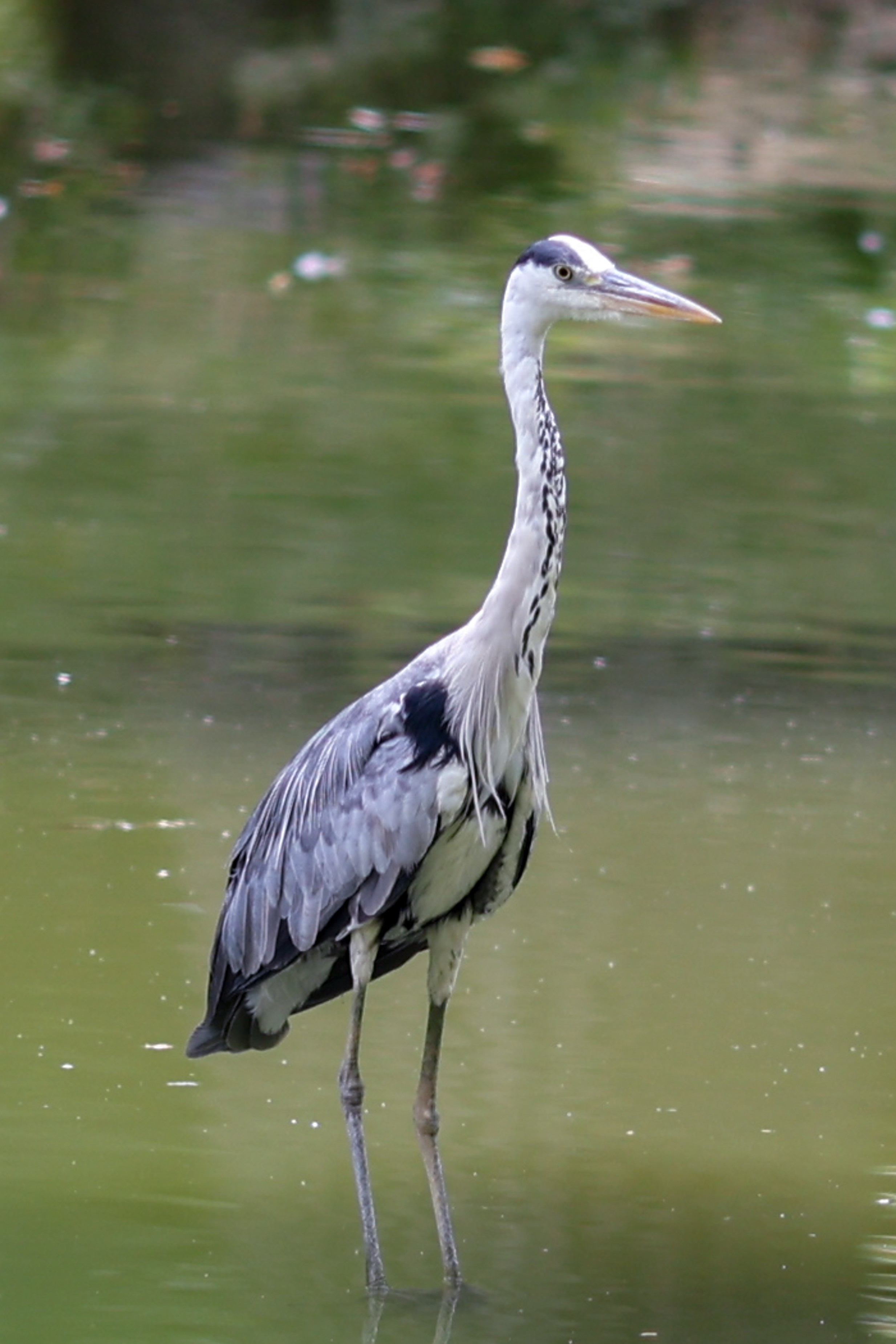 В мире животных. Фотограф Дмитрий Алексеев