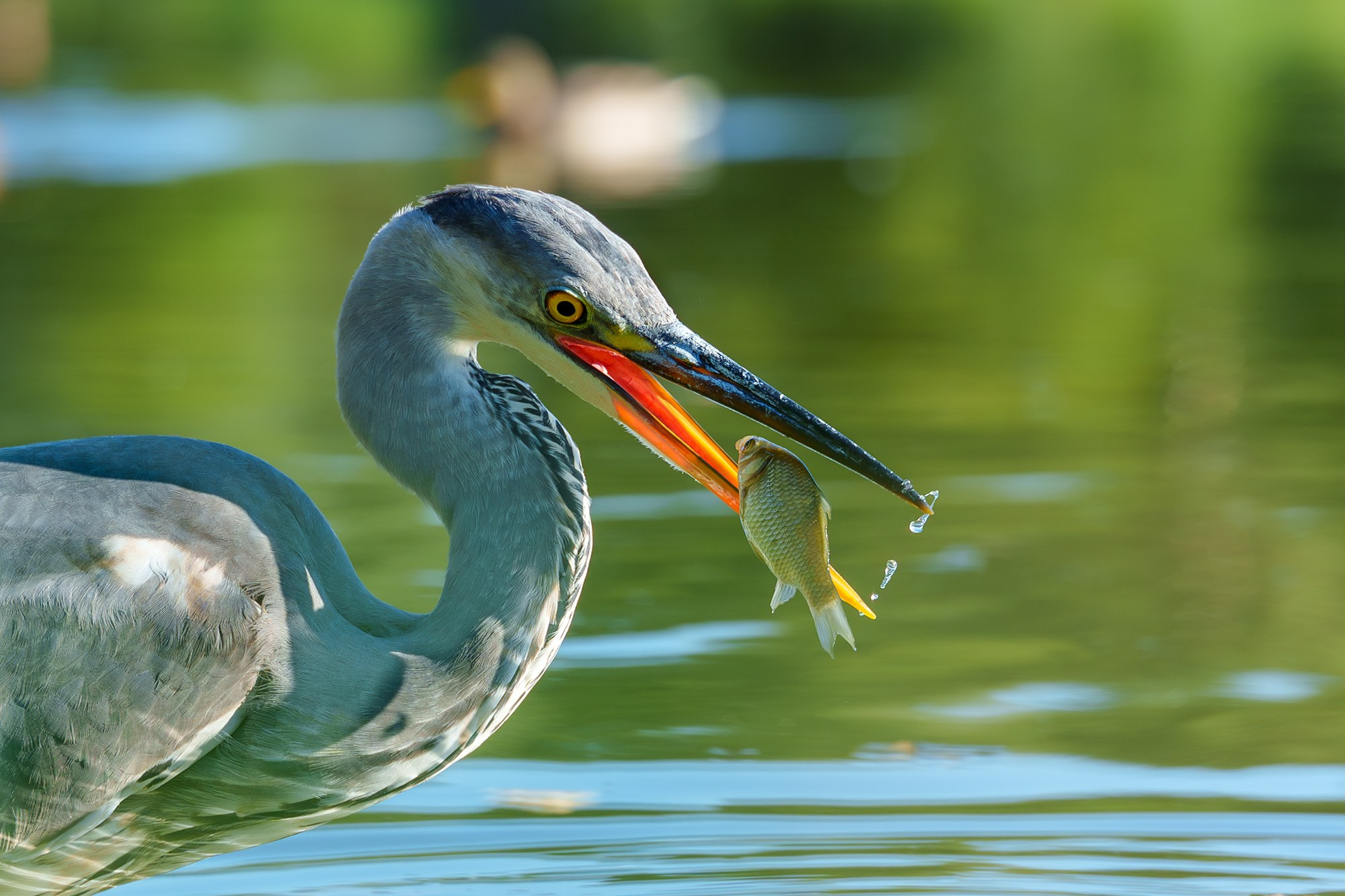 Удивительные мир птиц. Вокруг нас столько прекрасного — присмотритесь!. Ваш личный фотограф Марина Волкова