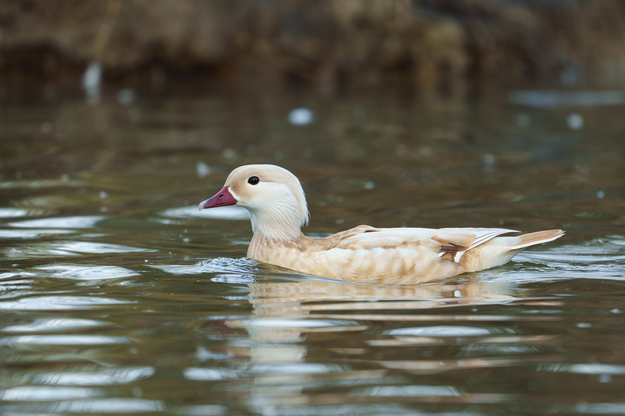 Удивительные мир птиц. Вокруг нас столько прекрасного — присмотритесь!. Ваш личный фотограф Марина Волкова