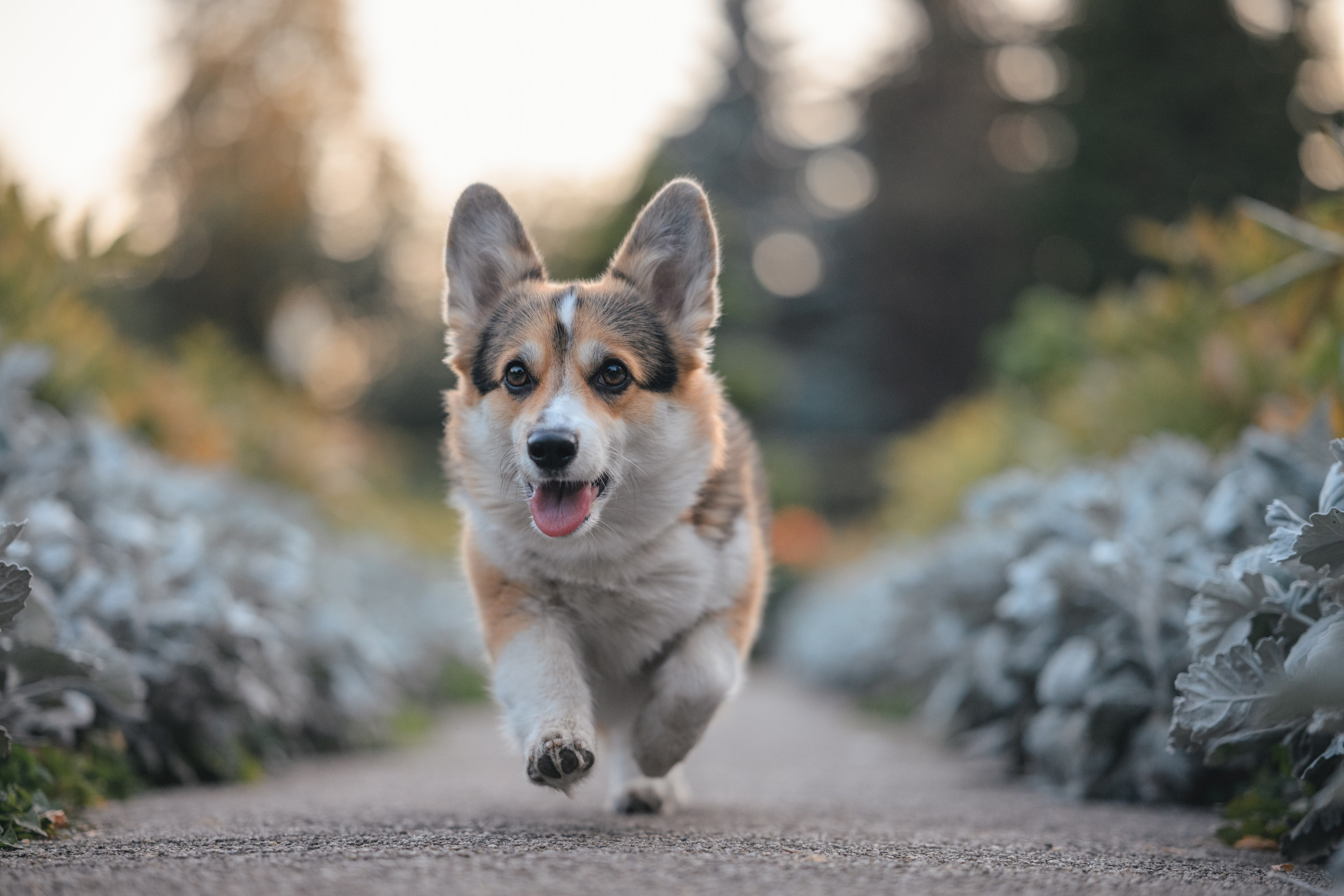 Ева, Леша и Лаванда. Фотограф Анималист в Москве Анастасия Жучкова