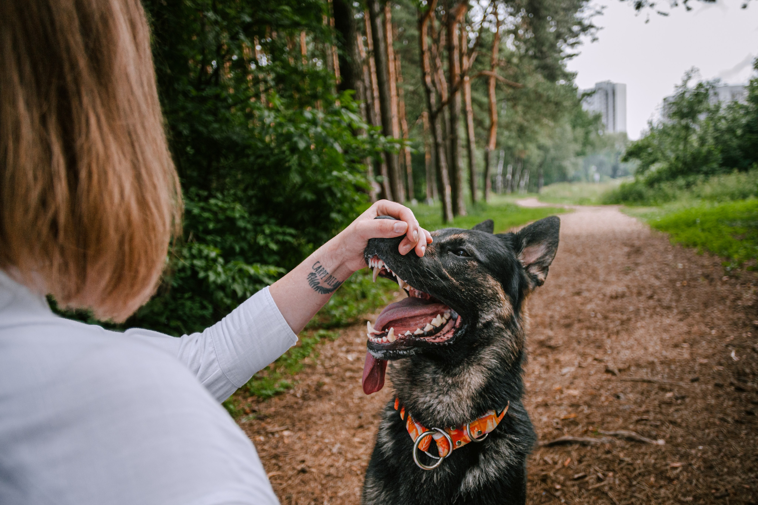 Лесная летняя фотопрогулка. Фотограф-анималист Татьяна Степанова