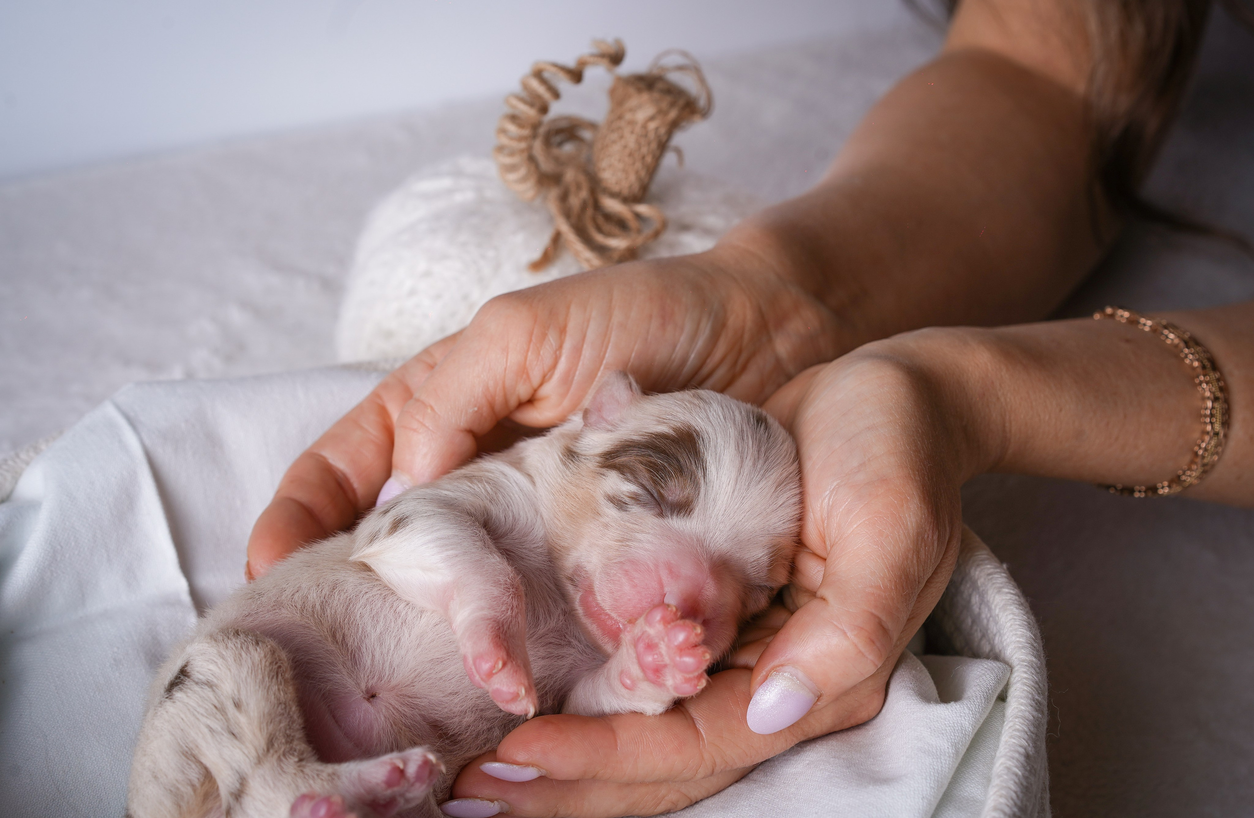 Щенули аусси. Фотограф-анималист в Санкт-Петербурге Яна Мартынова