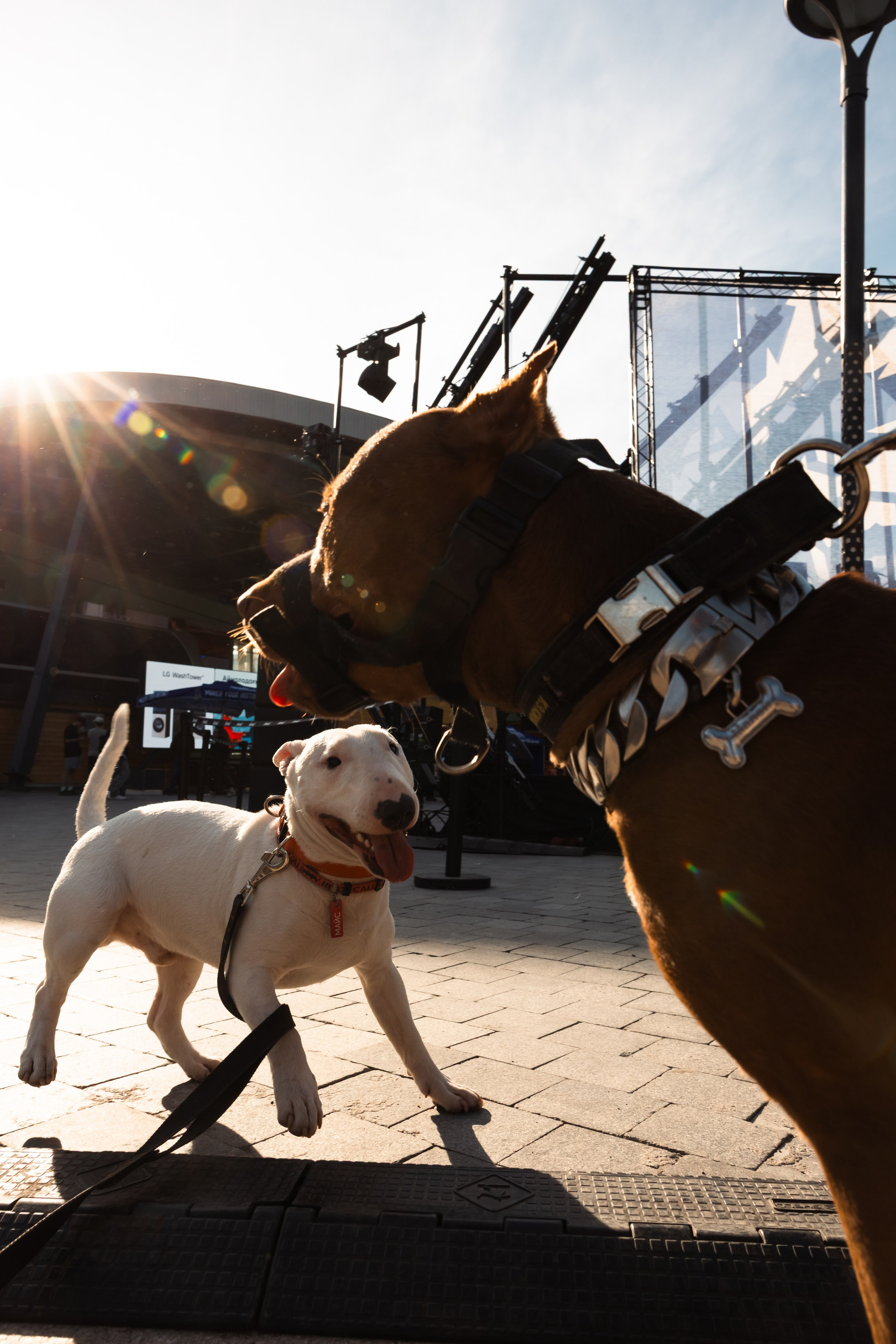 GORILLA GROOVE STAGE IMBA CAMP 5. Gorillaenergymedia