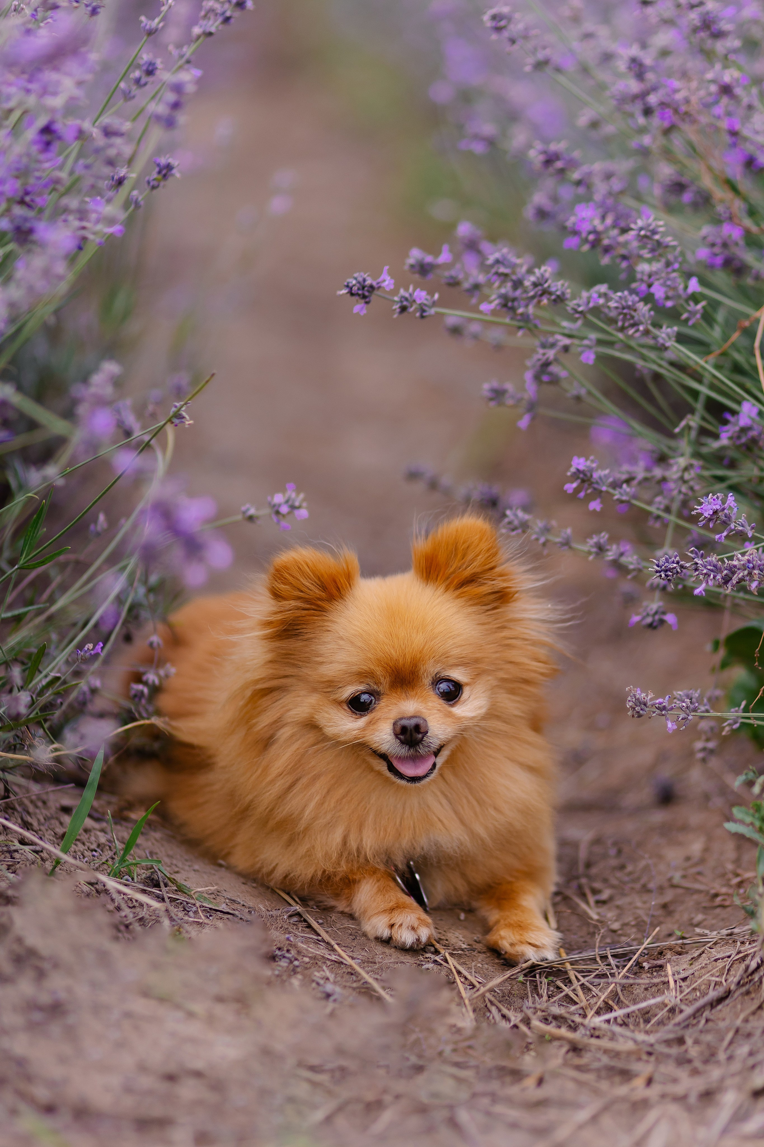 Hundeshooting / Hundefotografie. Fotografin in München Dasha Antipina