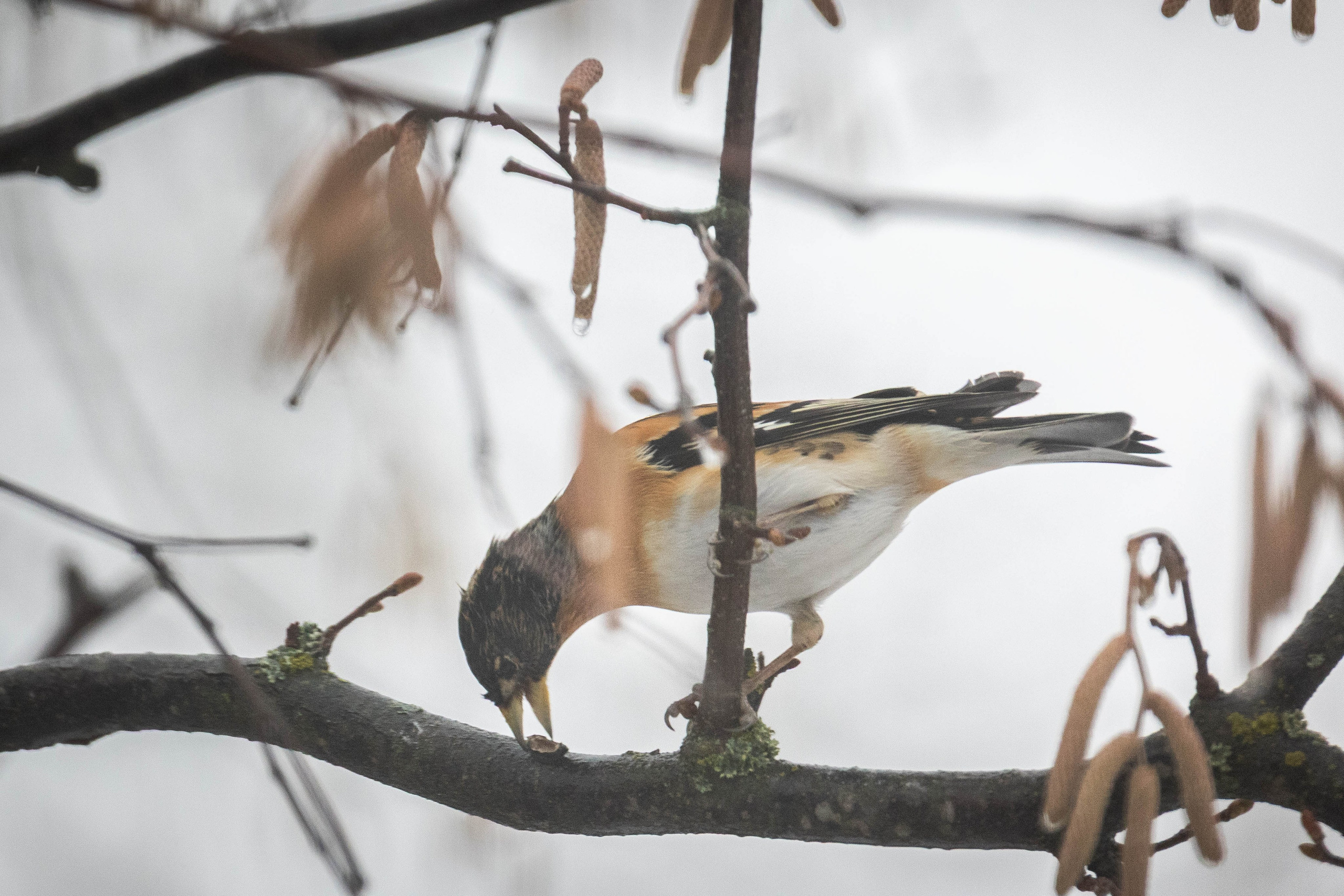 Дикий животный мир. Фотограф-АниМалист Анна Абрамова
