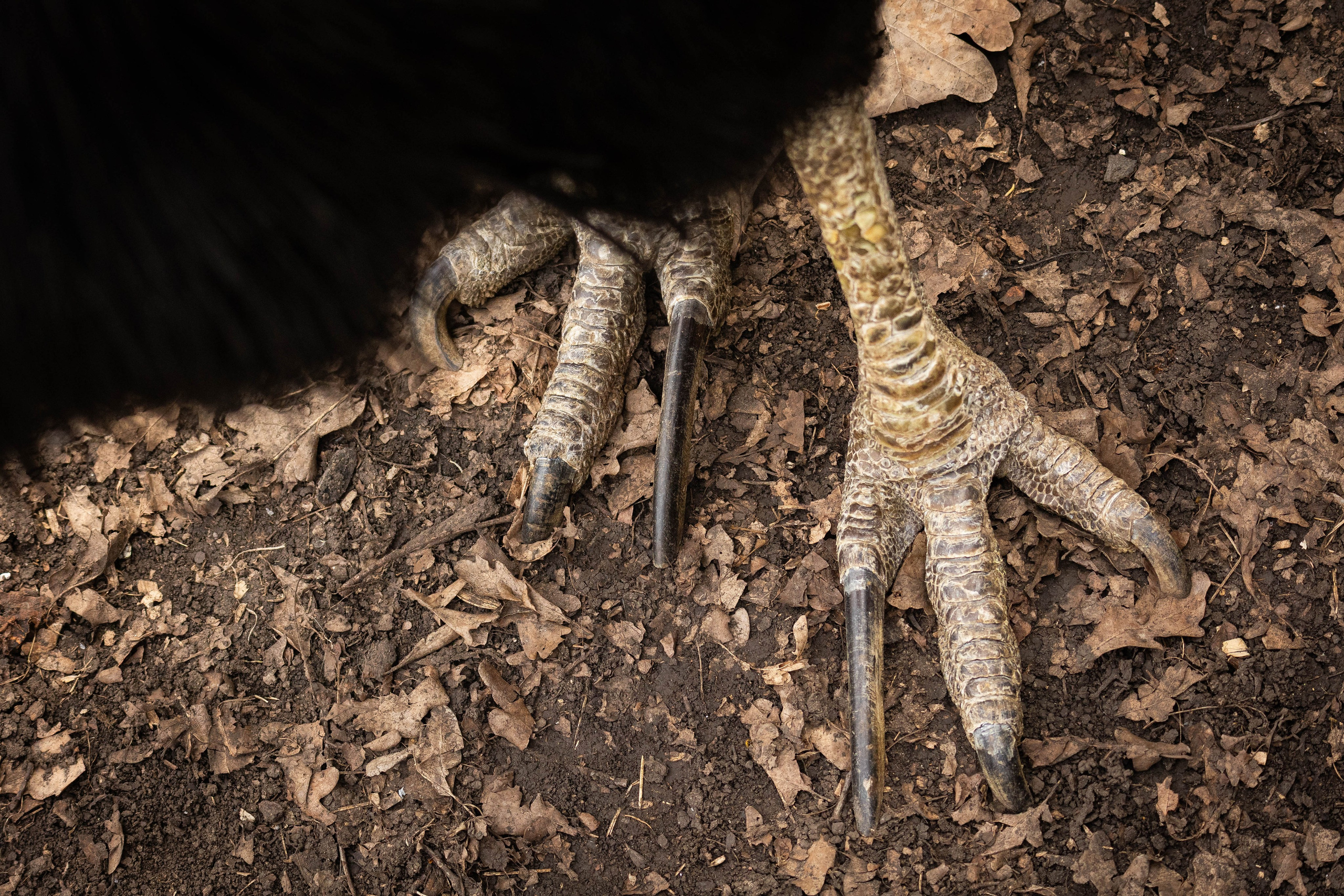 Парк Малинки 2026. Фотограф-АниМалист Анна Абрамова