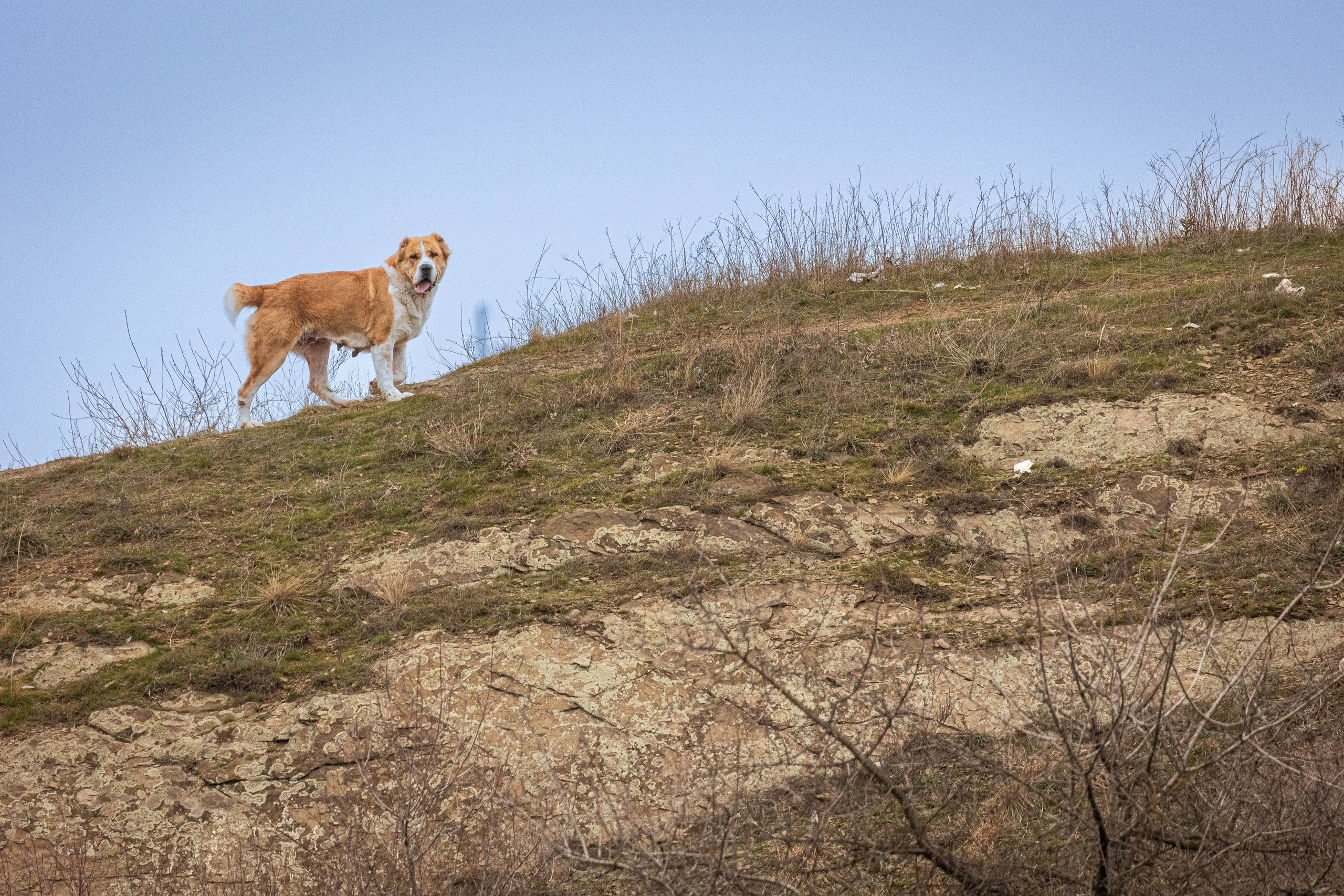 Пальма. Фотограф-АниМалист Анна Абрамова