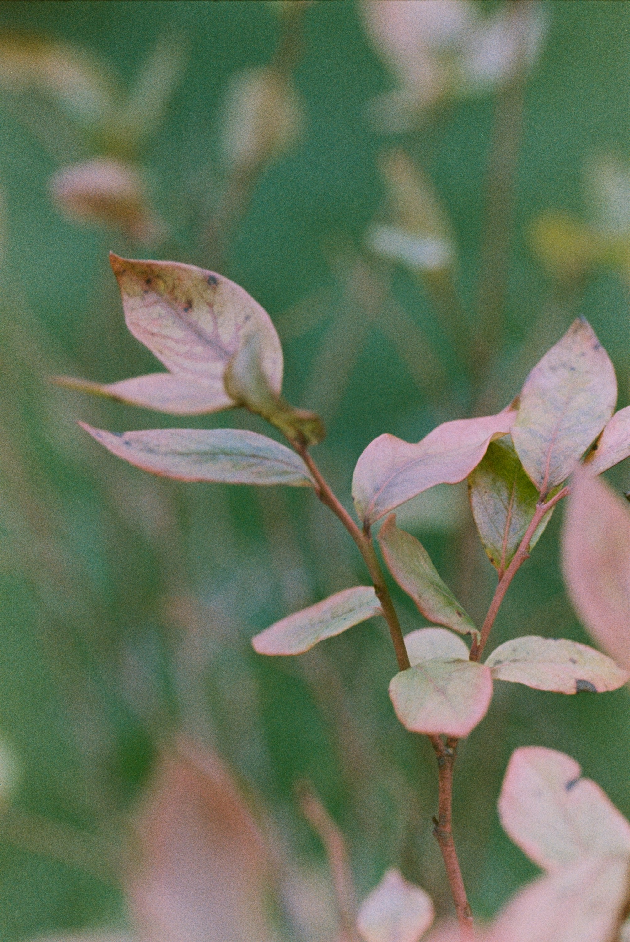 Осень на просроченную Kodak Color Plus 200 и Contax N1 с макро-объекти
