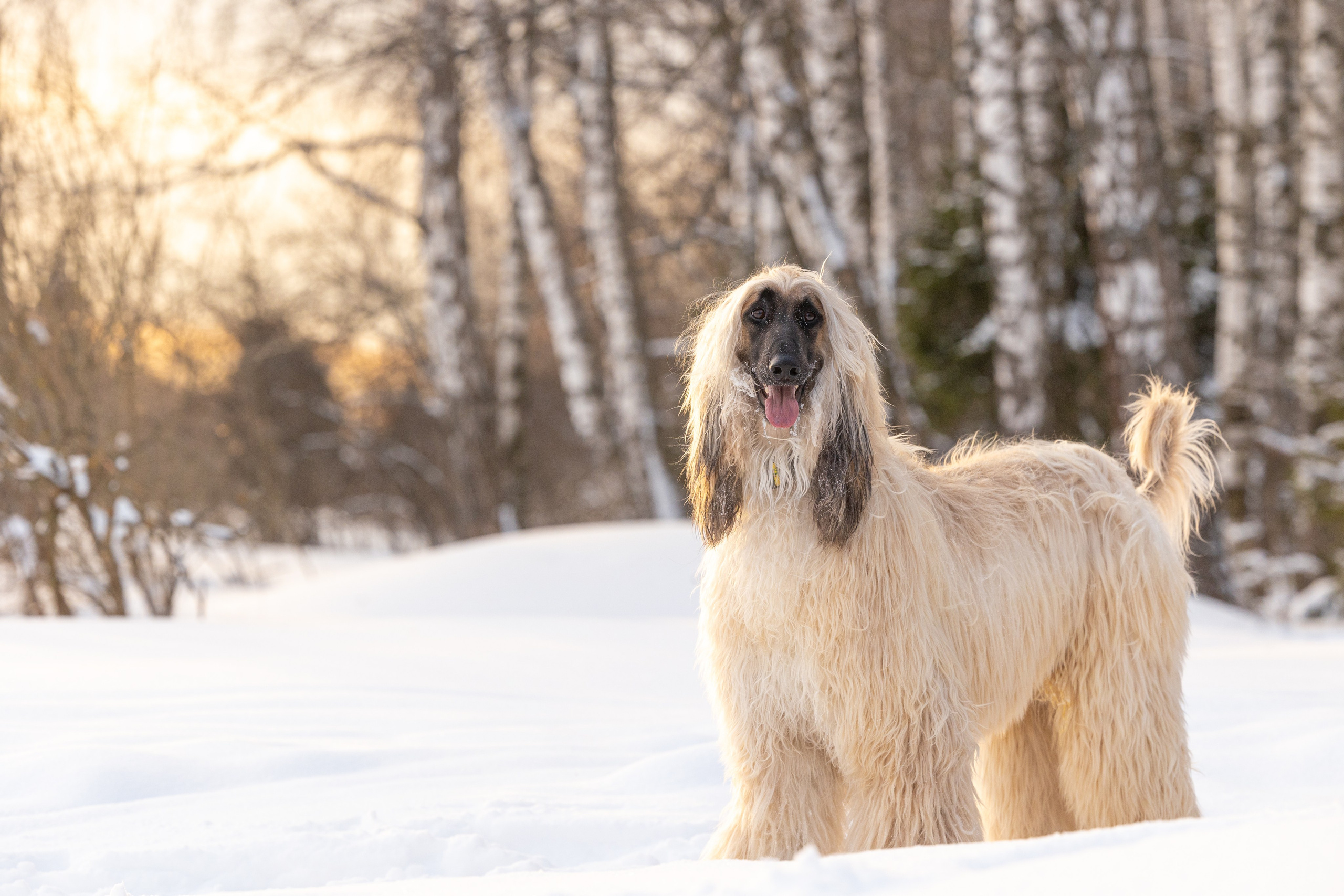 Игры афганов в снегу. Фотограф-анималист Natalia Deingel | Фотосъемка собак в Москве