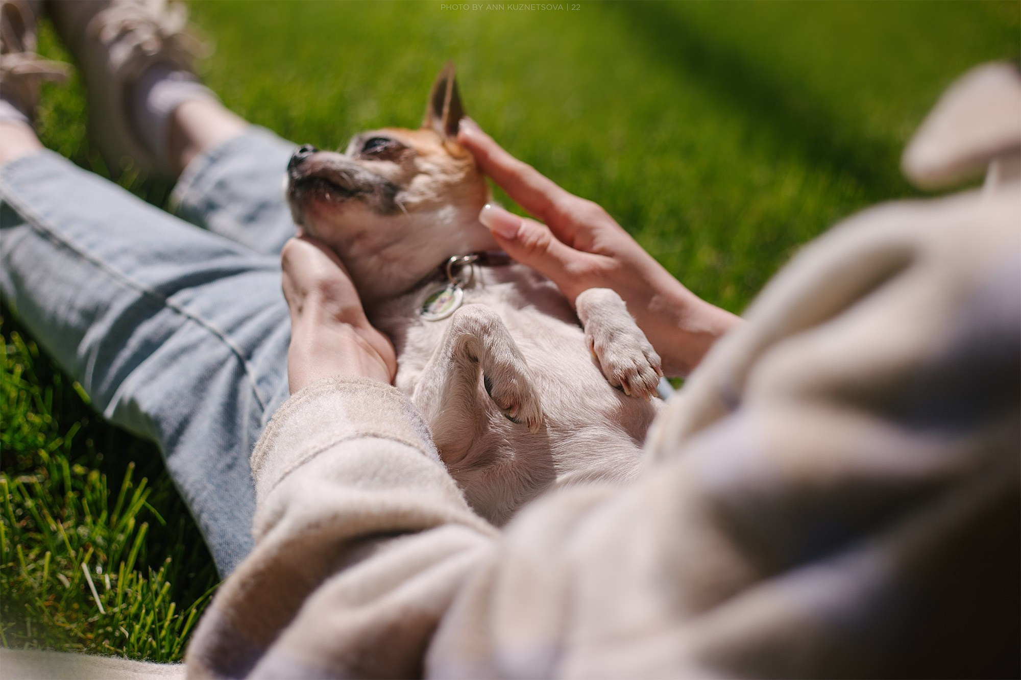 Чихуахуа Степан и Ангелина. Фотограф анималист Кузнецова Анна Нижний Новгород
