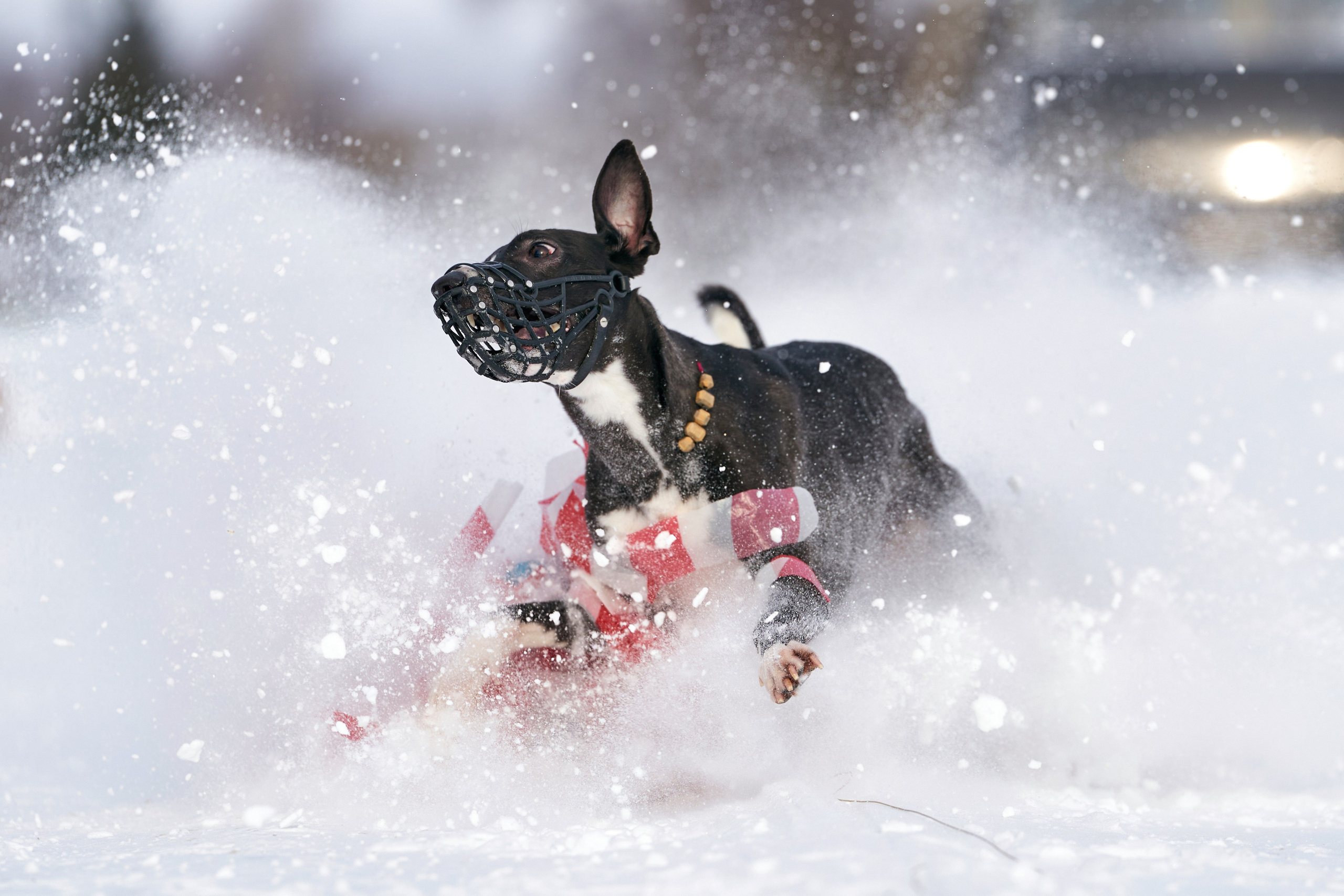 Фотосессии. Фотограф-анималист Михаил Манухин