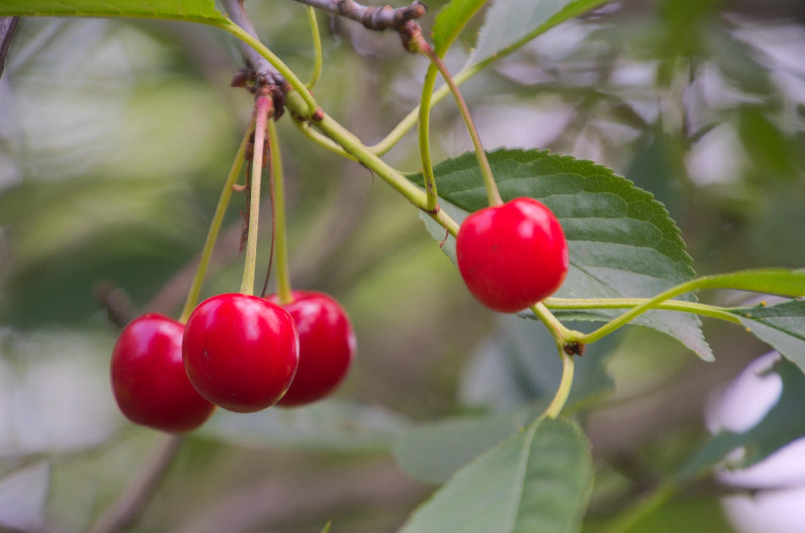 Константиново | 16.07.2017. Галерея Фантим