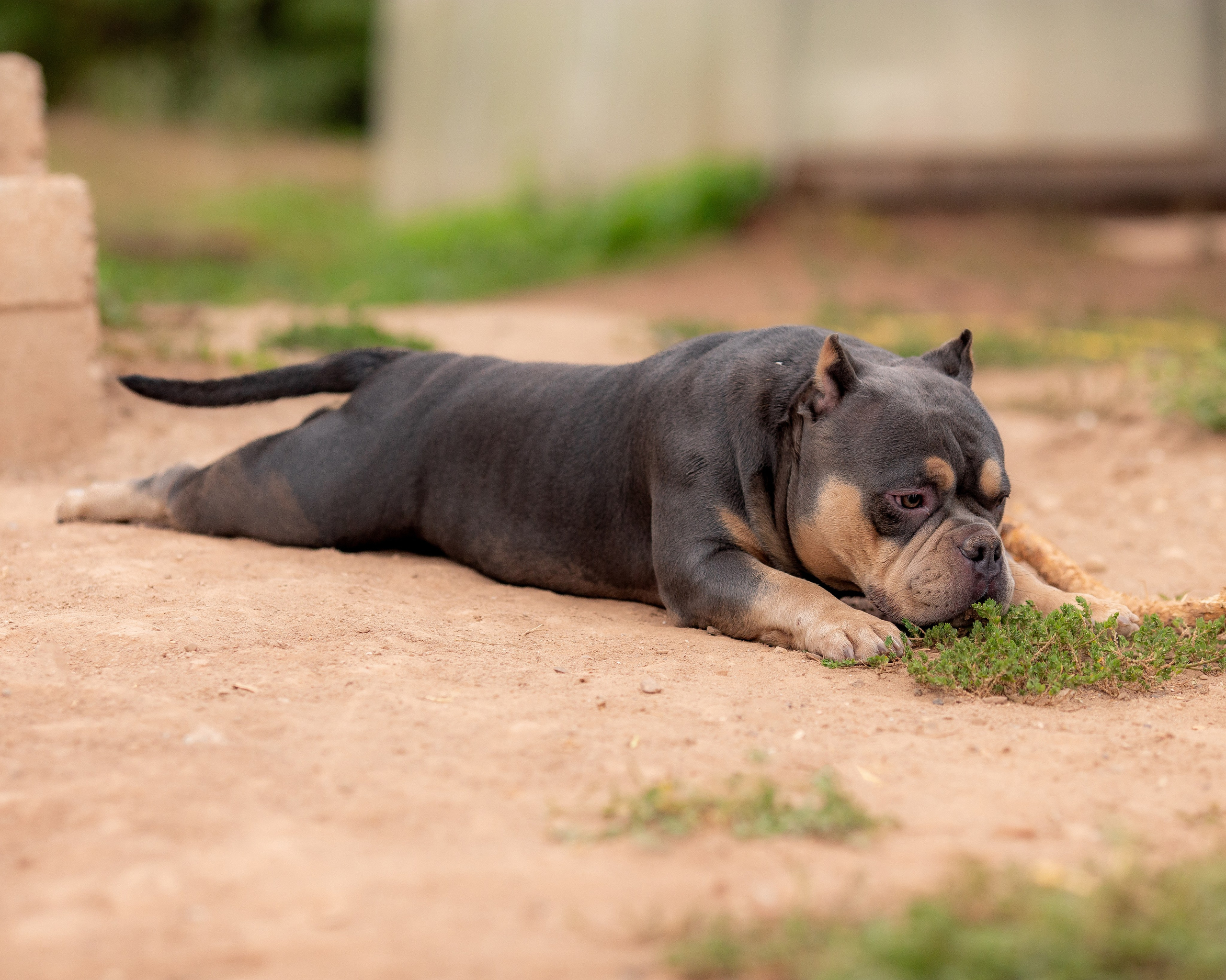 Наталья и булли. Фотограф Анималист в Перми Анастасия Остерман