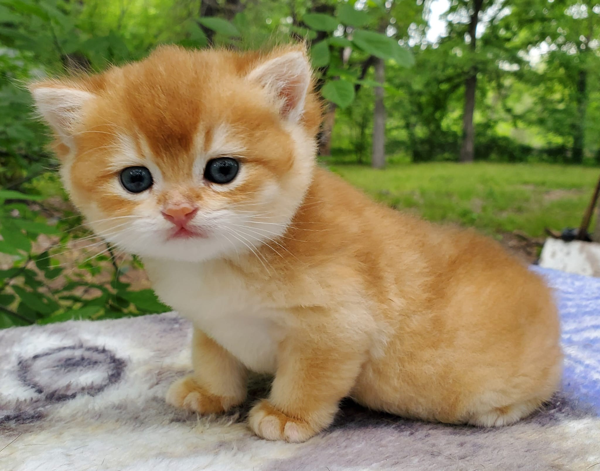 Bari, male, DB-03.23.25, sold. British shorhair Cats