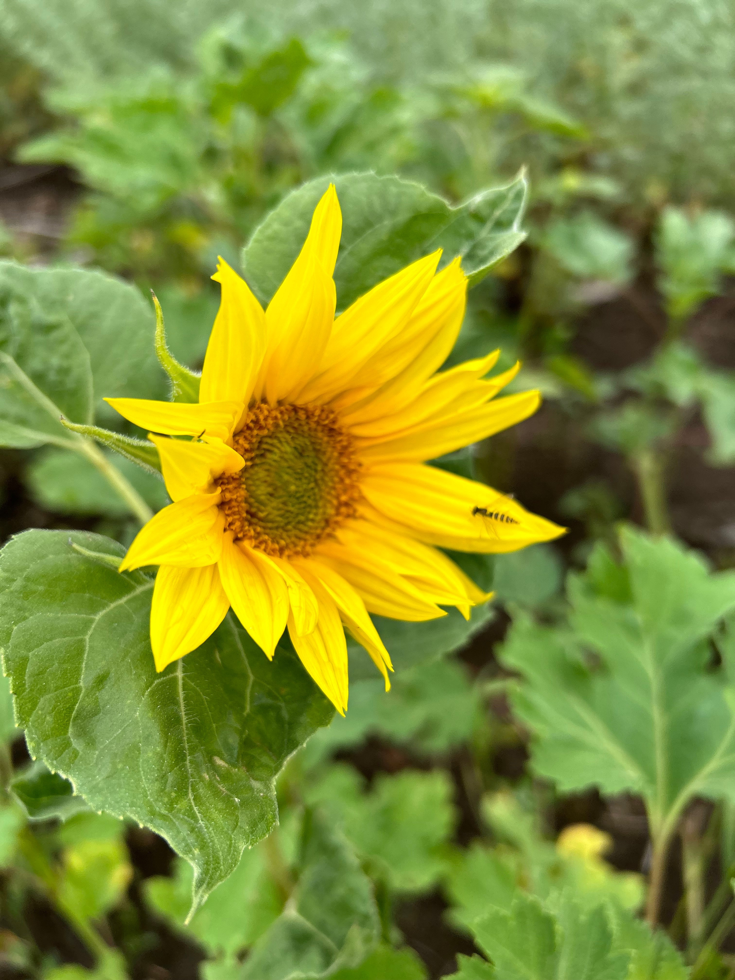 Цветы. Фотокружок «Видоискатель» ГБОУ СОШ № 291