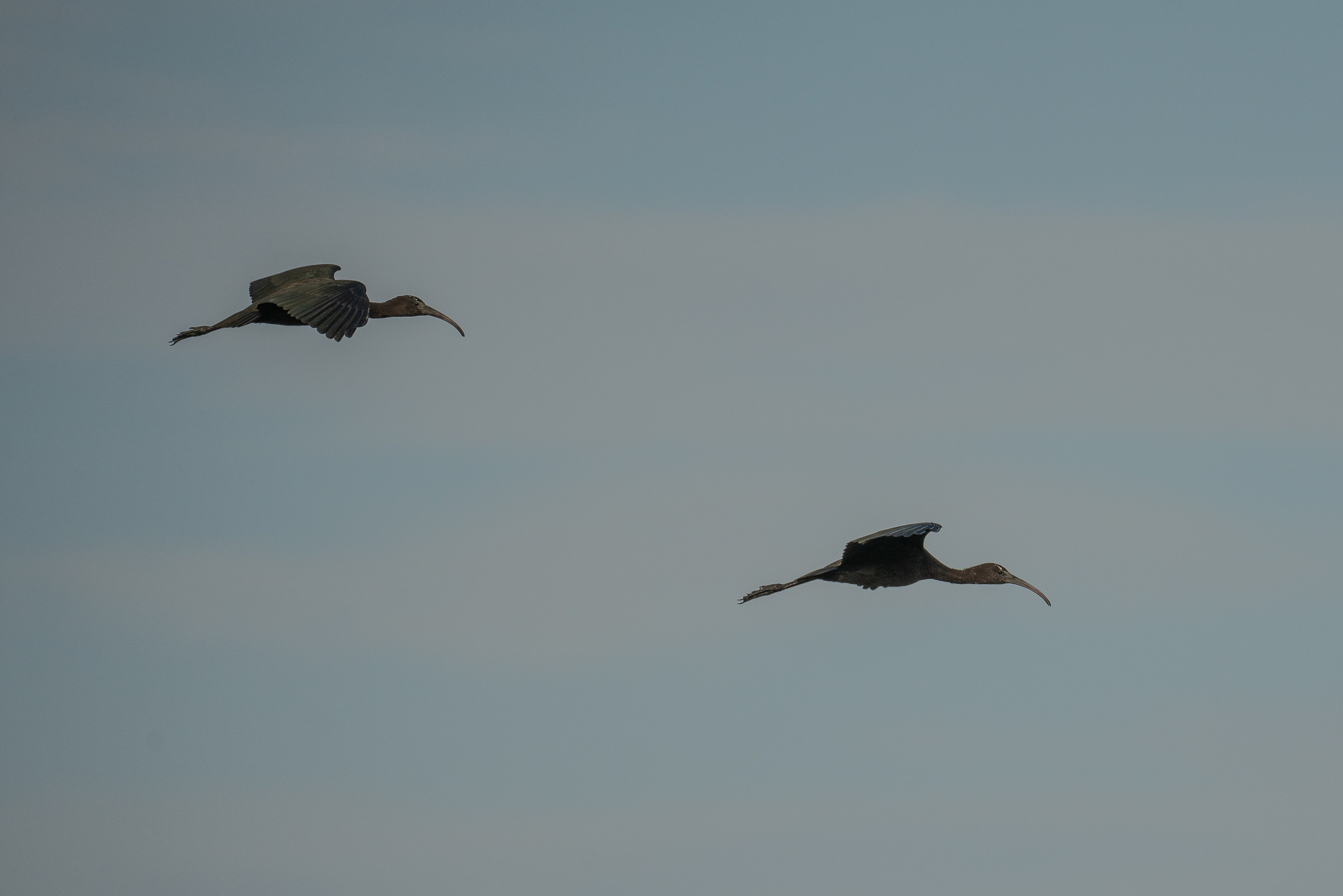 Золотые лотосы. Июль